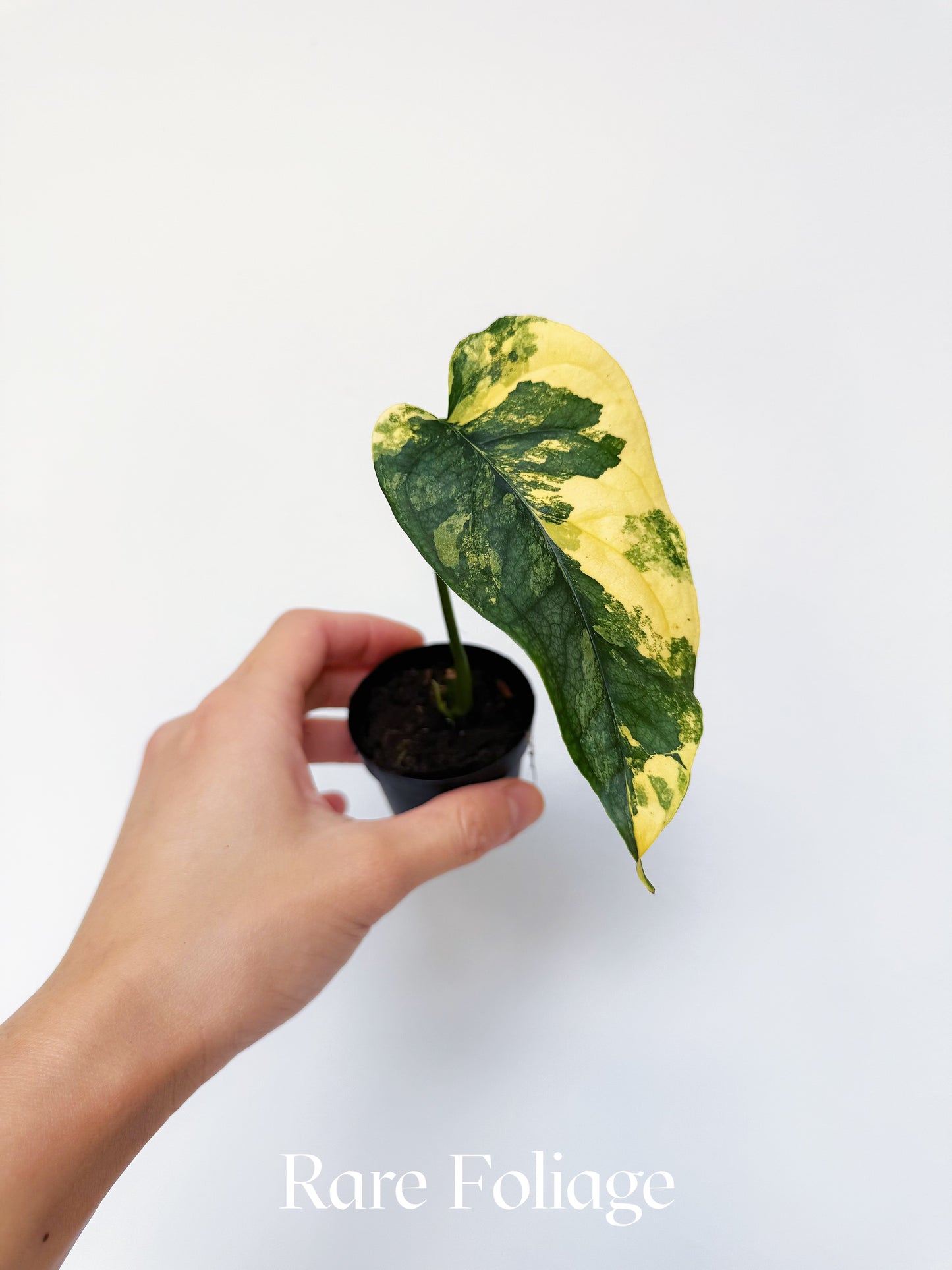 Monstera Siltepecana Variegated 2"