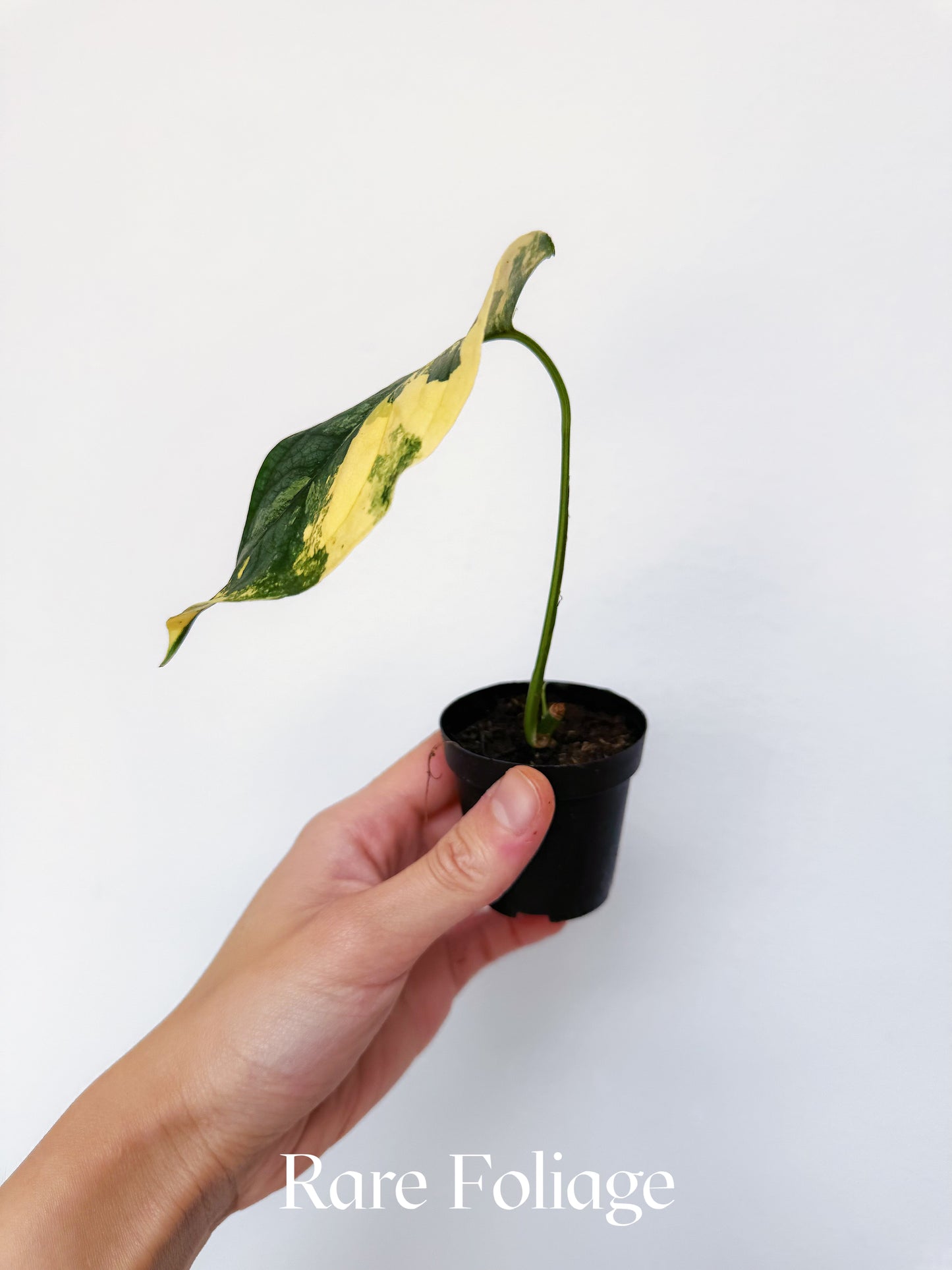 Monstera Siltepecana Variegated 2"
