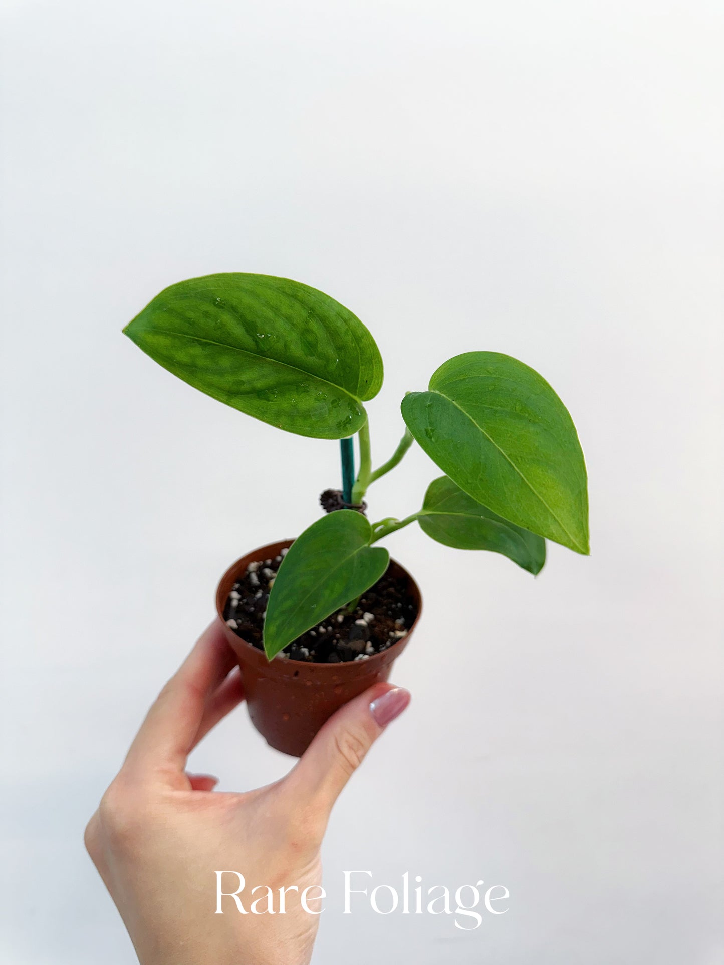 Monstera Sp Black Velvet 3”