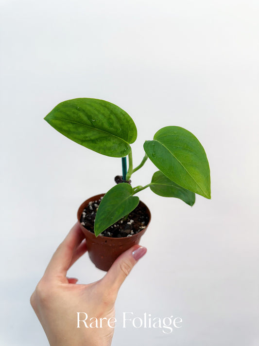 Monstera Sp Black Velvet 3”