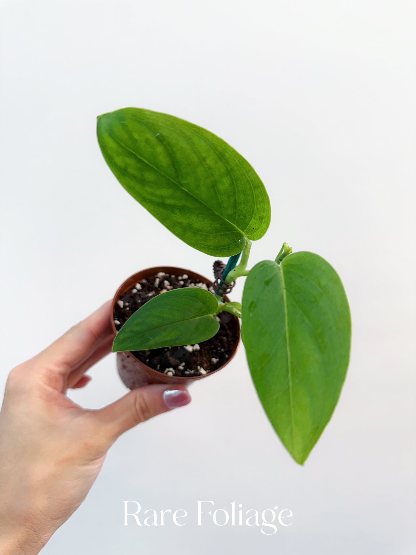 Monstera Sp Black Velvet 3”