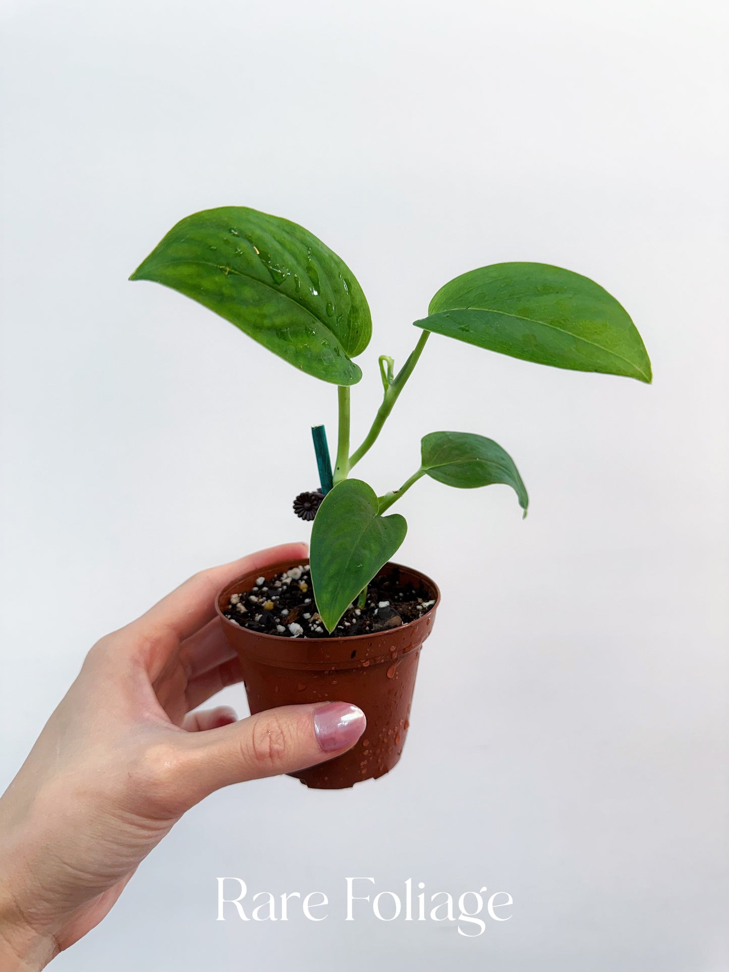 Monstera Sp Black Velvet 3”