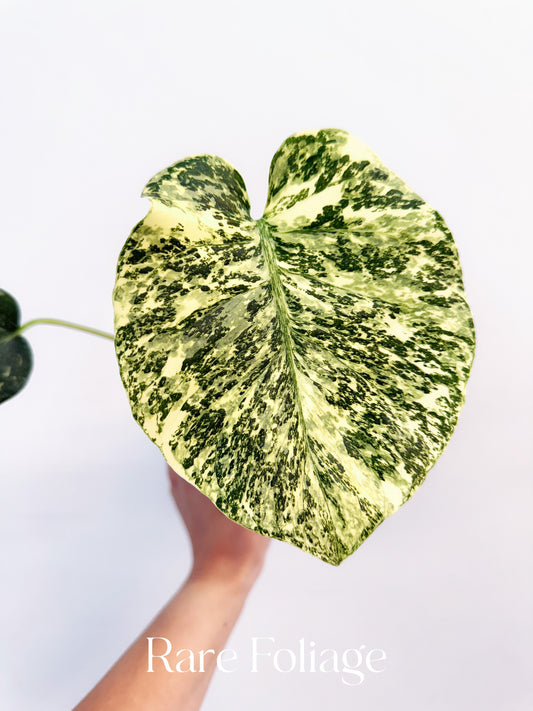 Monstera Thai Constellation ‘Starlight’ Mutation 4”