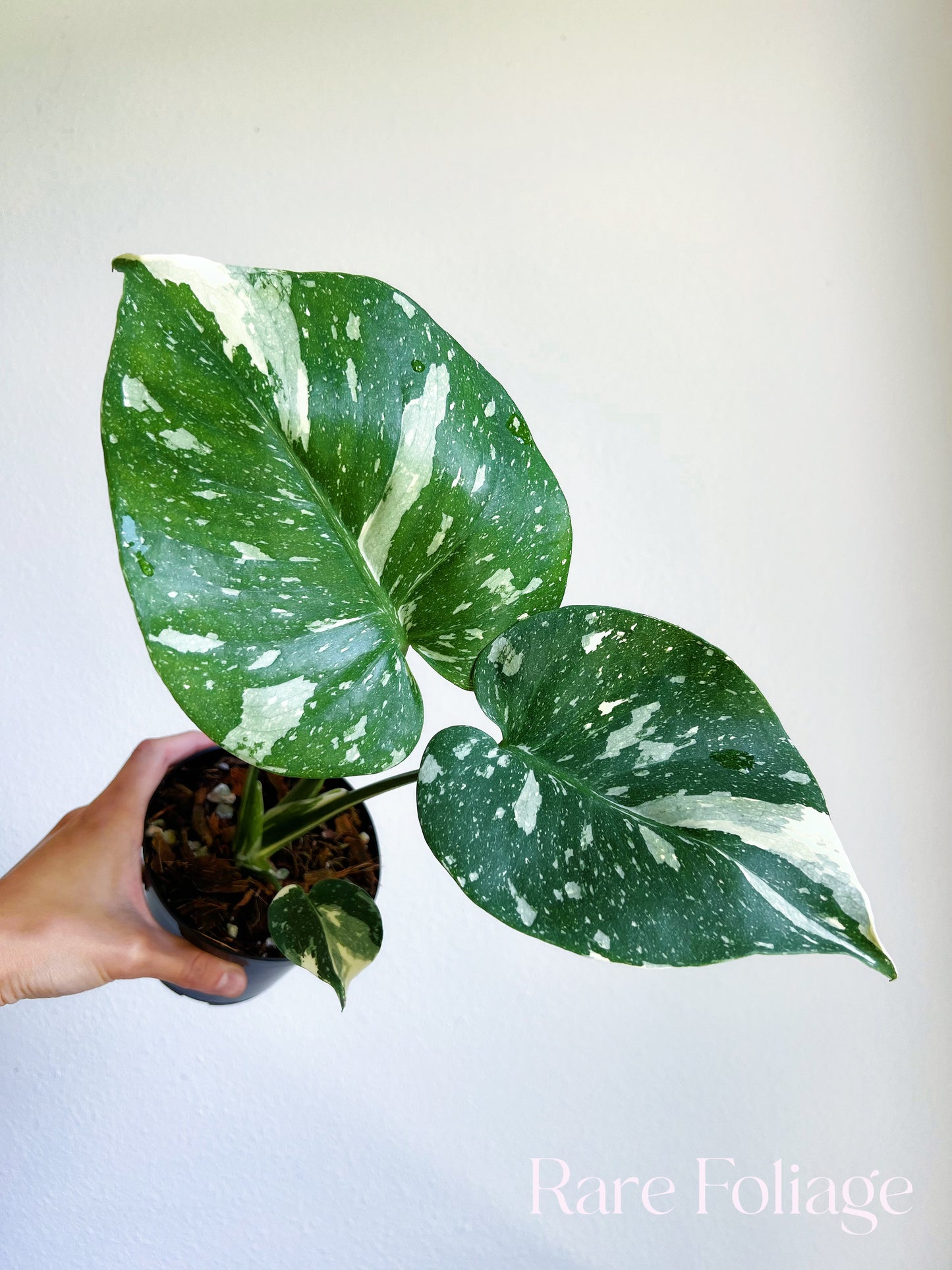 Monstera Thai Constellation 4"