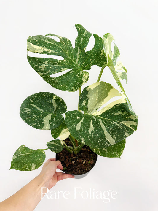 Monstera Thai Constellation 6" High Variegation