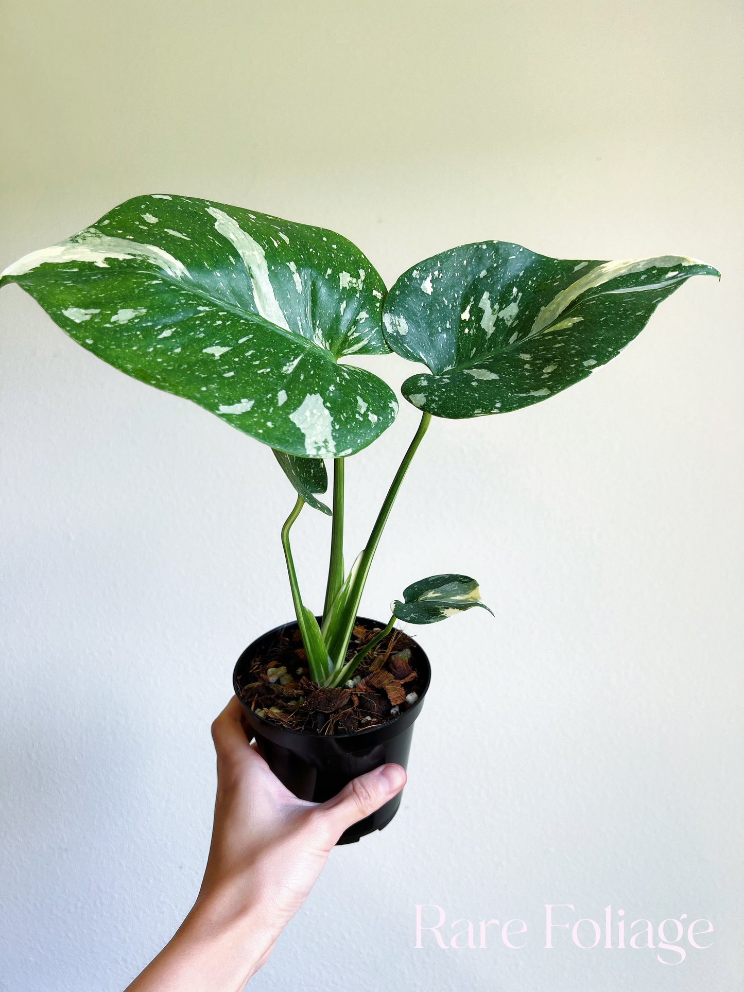 Monstera Thai Constellation 4"