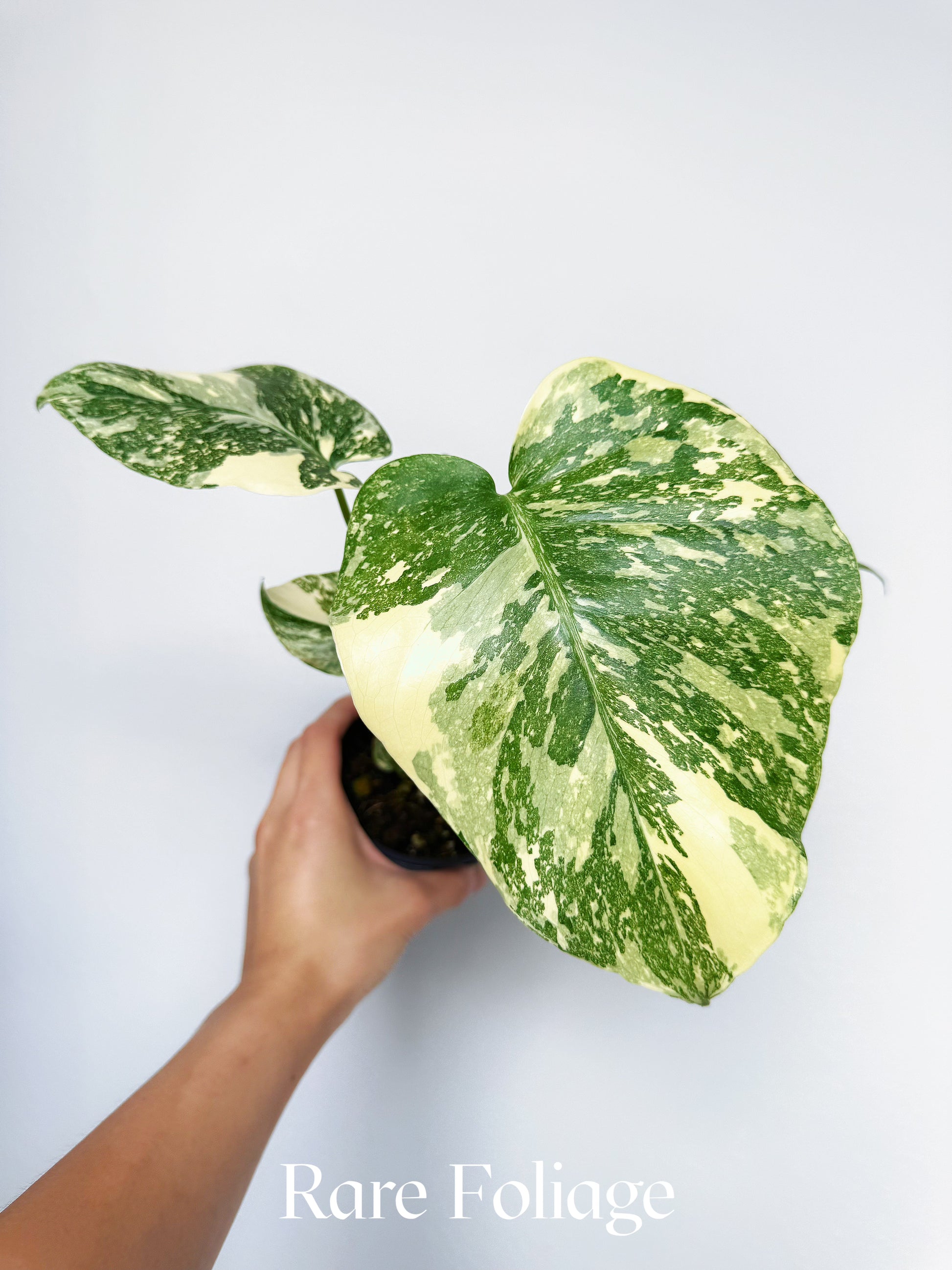Monstera Creme Brulee 4” – Rare Foliage Plant Co