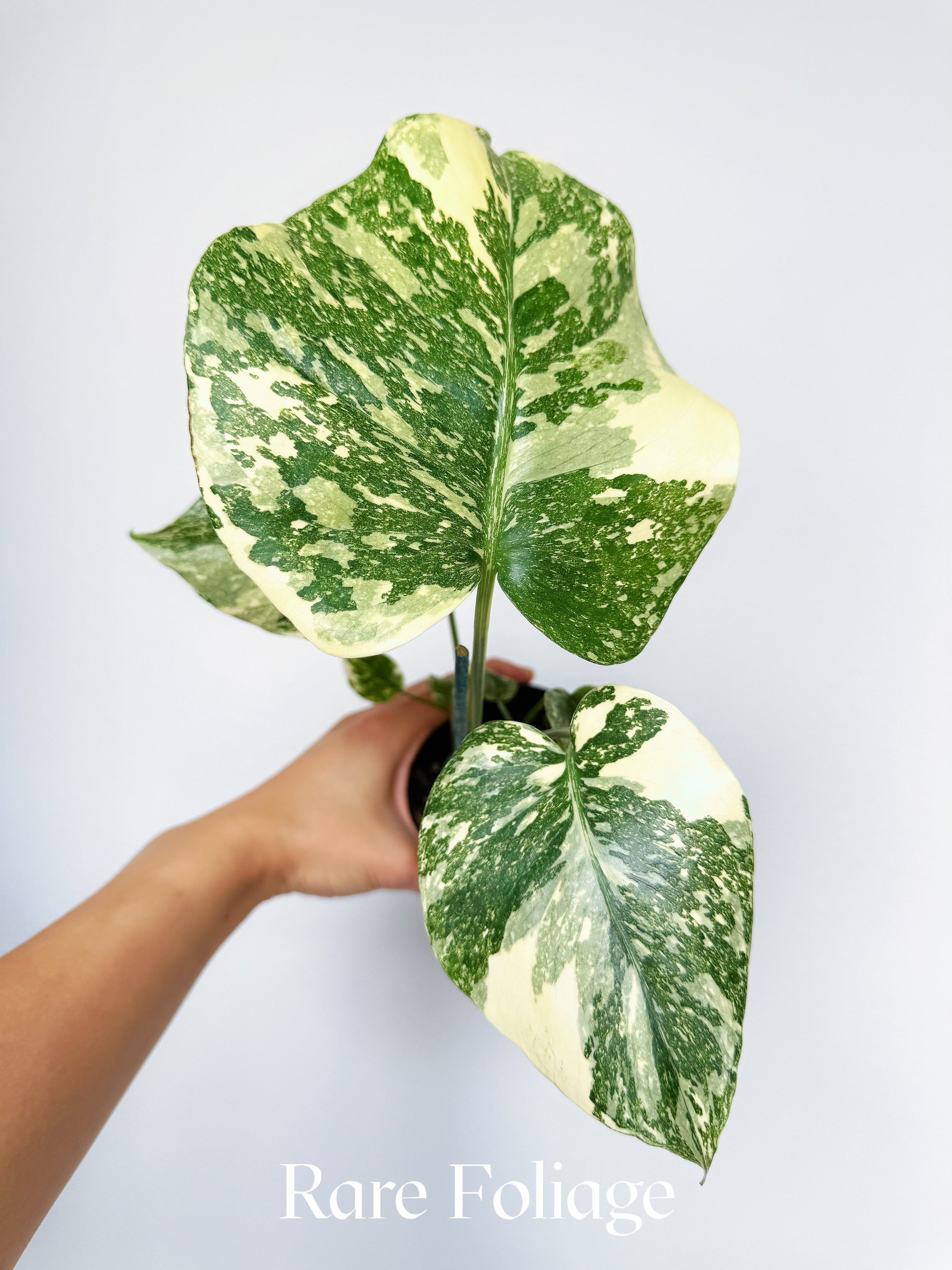 Monstera Creme Brulee 4” – Rare Foliage Plant Co