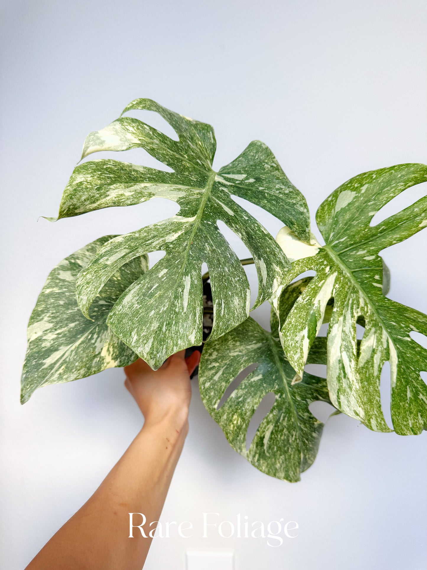 Monstera Thai Constellation Green Snow 4” Exact Plant