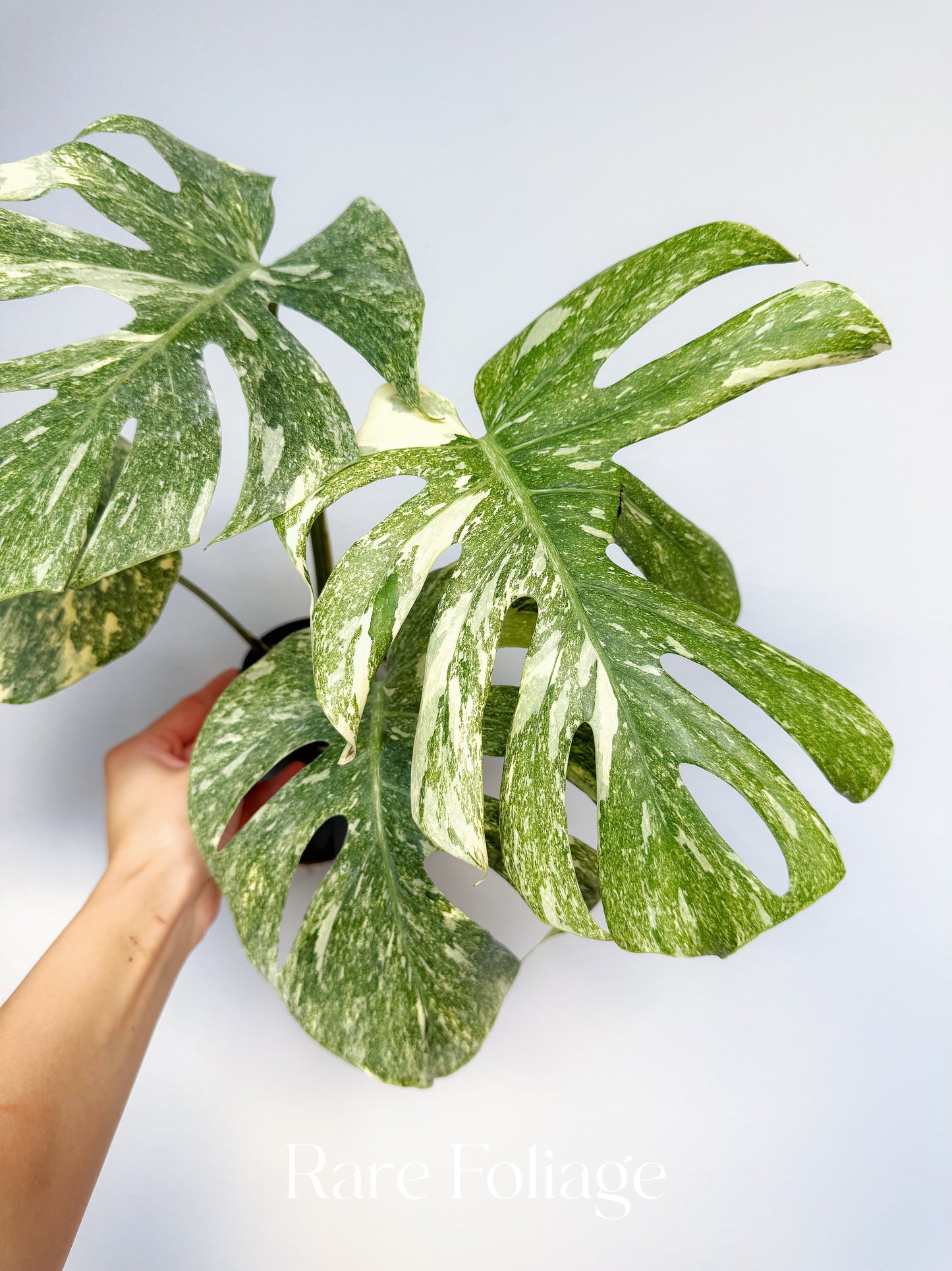 Monstera Thai Constellation Green Snow 4” Exact Plant