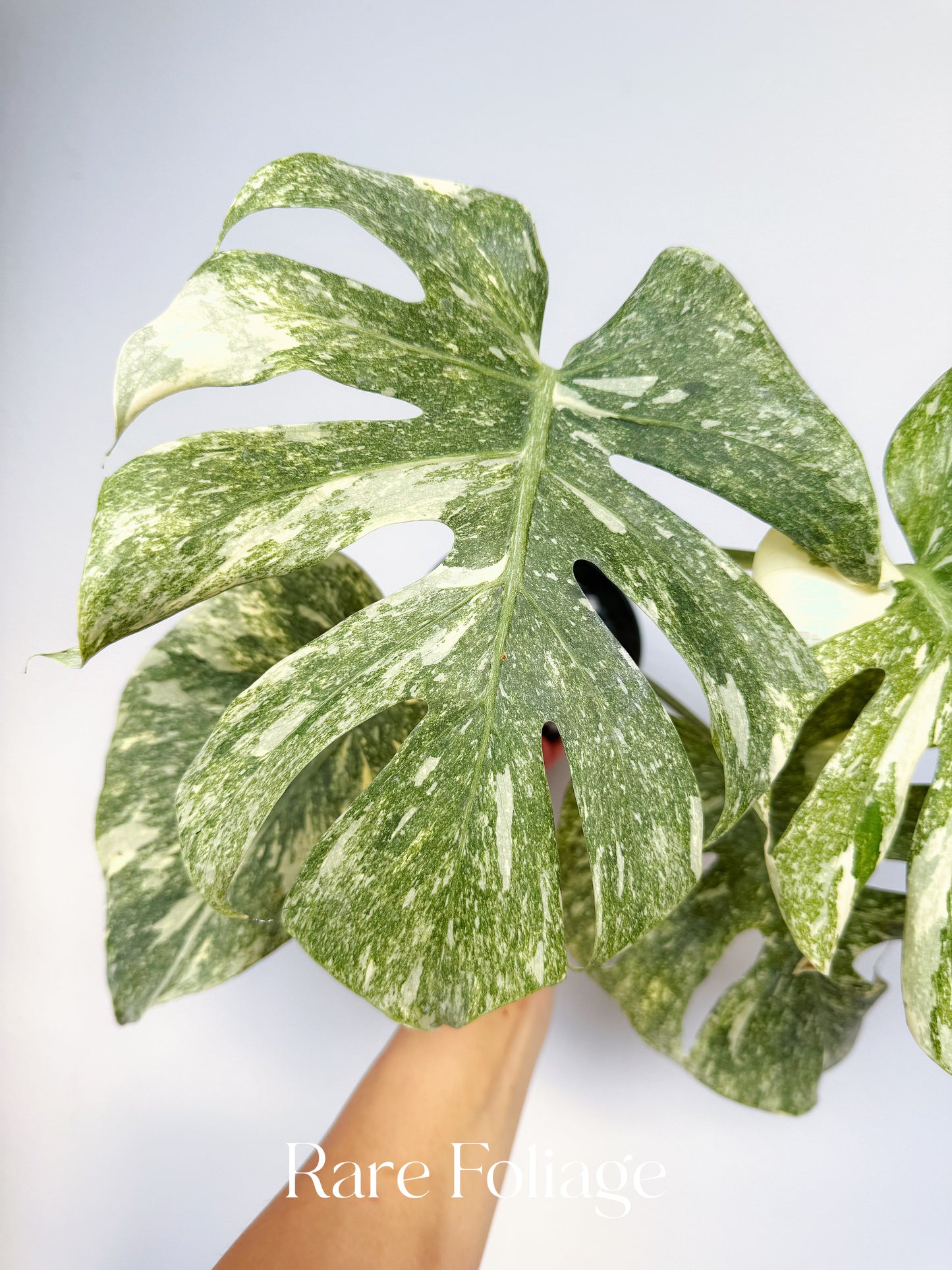 Monstera Thai Constellation Green Snow 4” Exact Plant