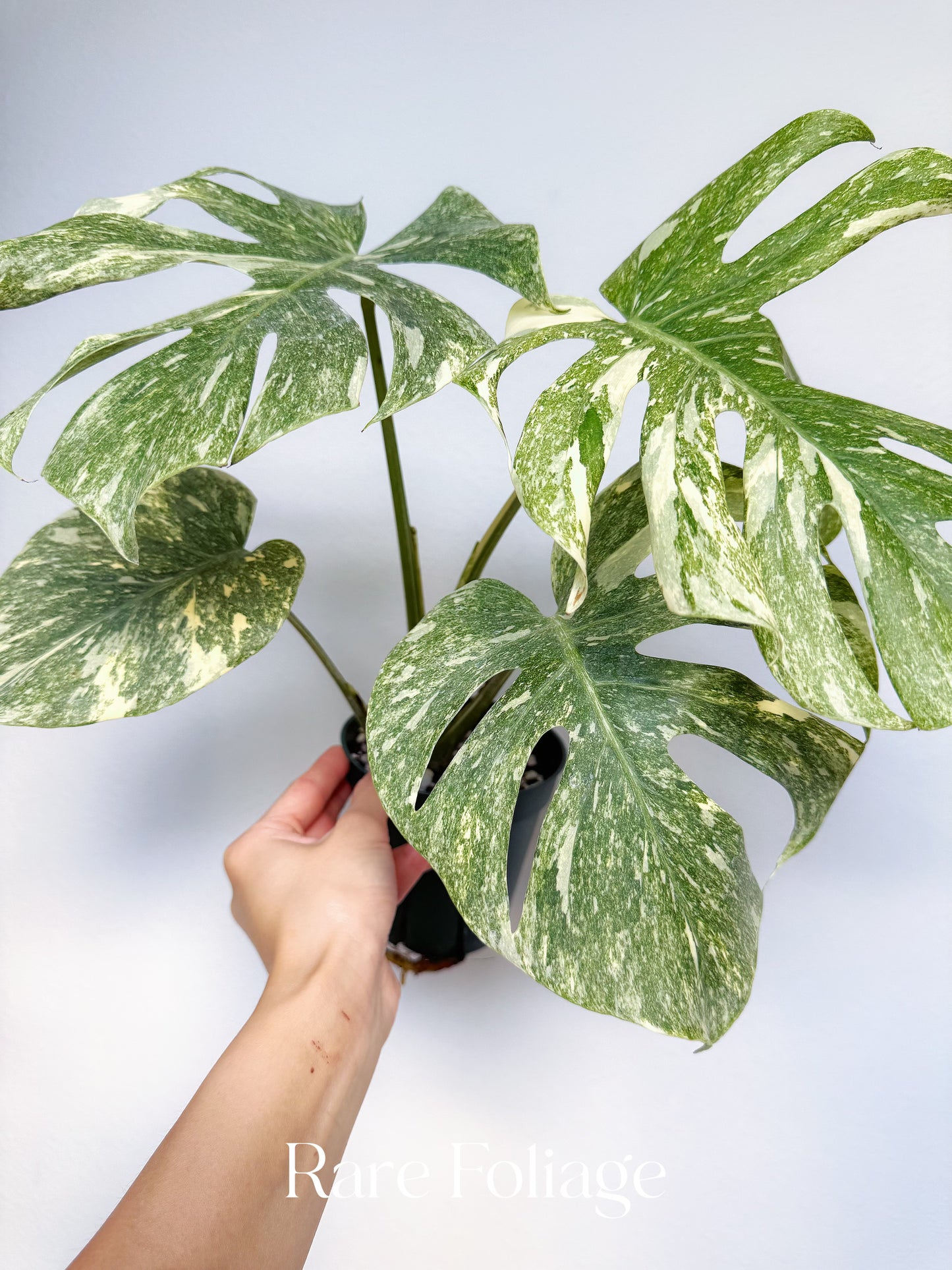 Monstera Thai Constellation Green Snow 4” Exact Plant