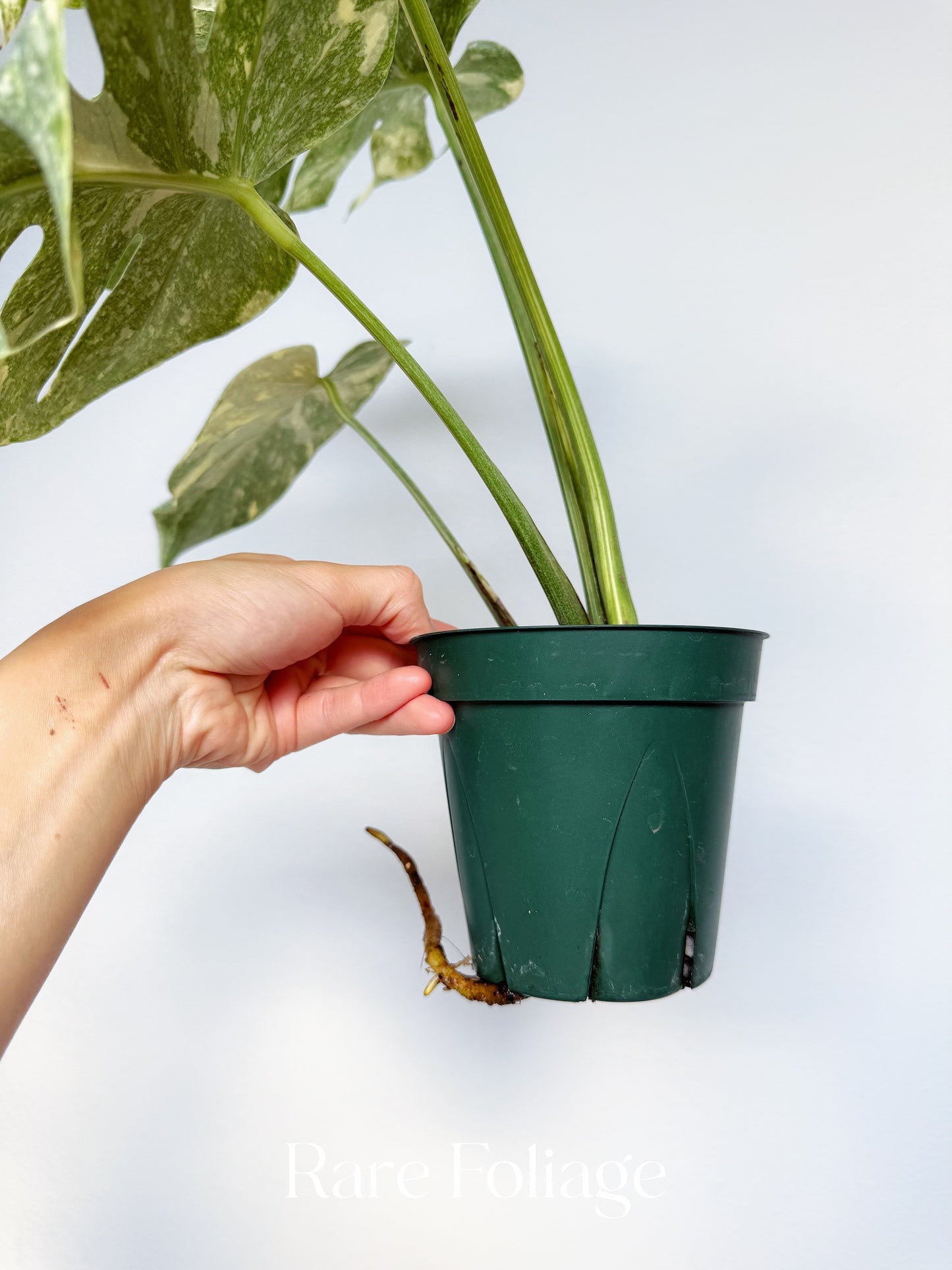 Monstera Thai Constellation Green Snow 4” Exact Plant