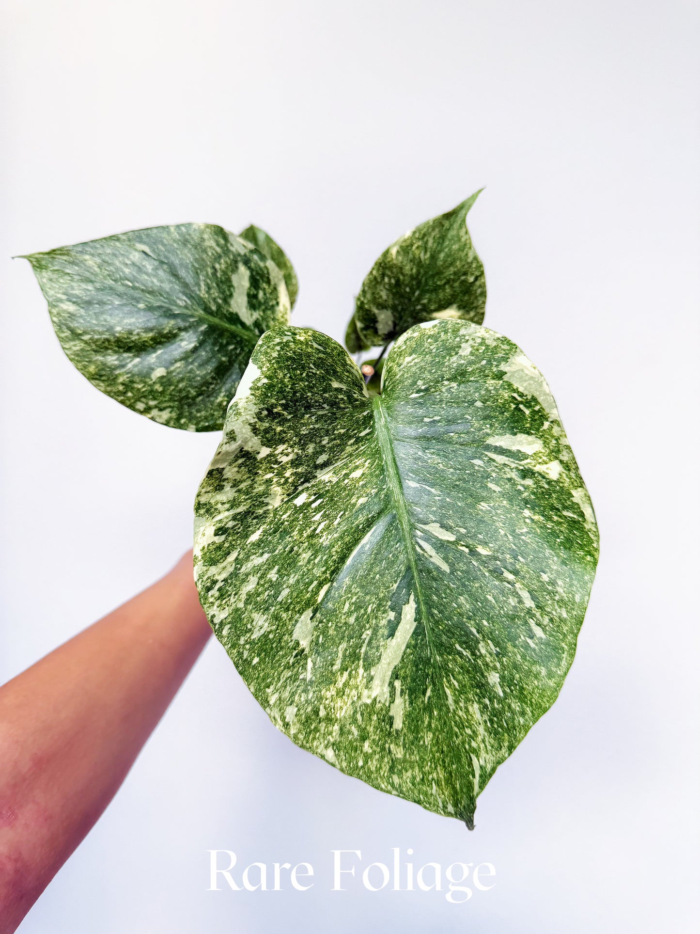Monstera Legacy (Large Form) 4"