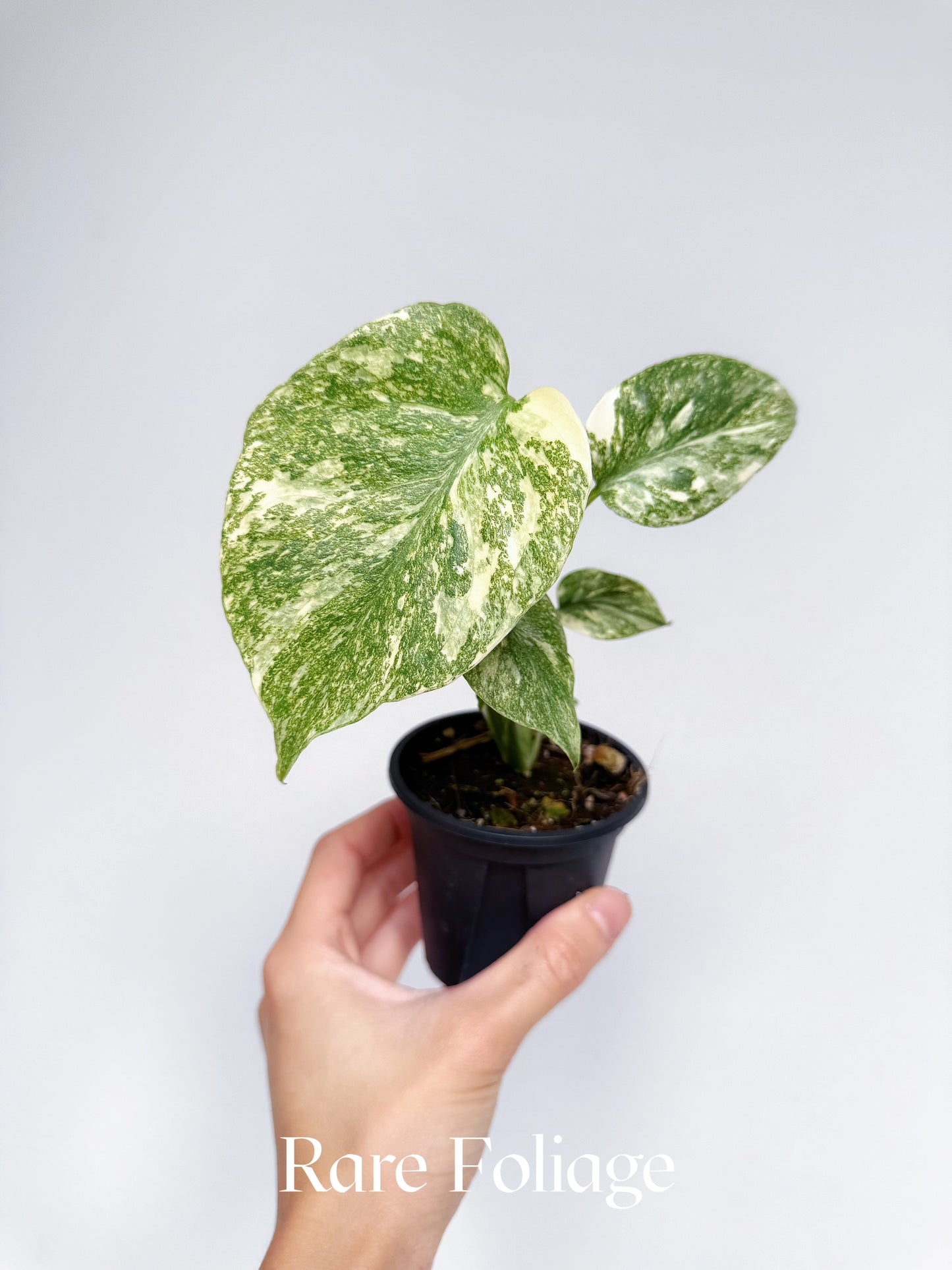 Monstera Legacy (Large Form) 3”