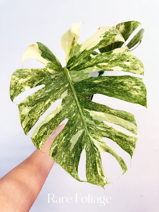 Monstera Thai Constellation Legacy 4” Exact Plant