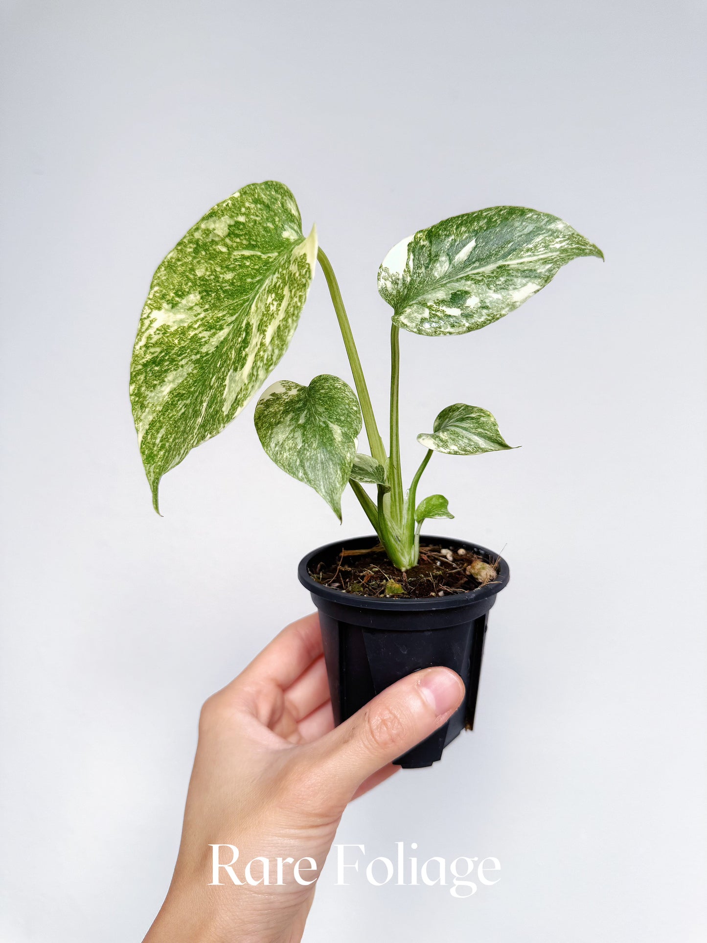 Monstera Legacy (Large Form) 3”