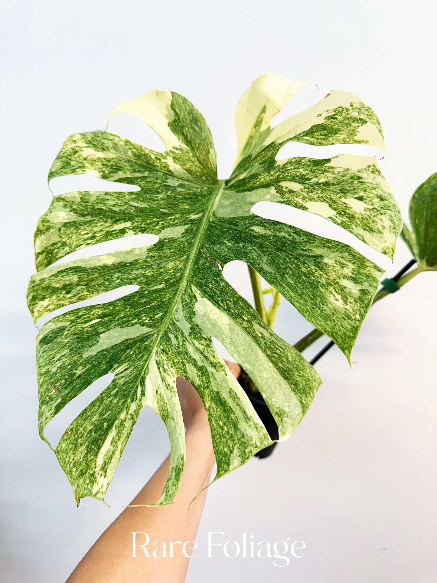 Monstera Thai Constellation Legacy 4” Exact Plant