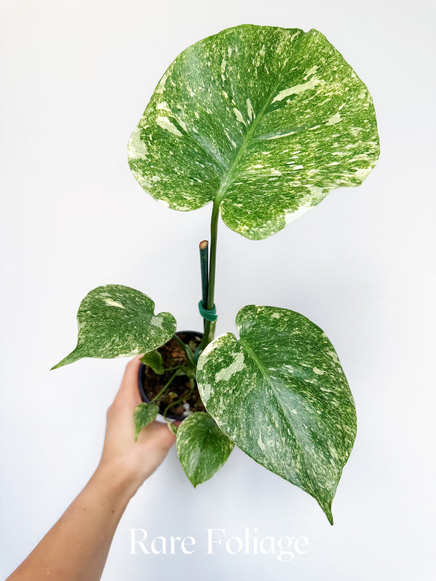Monstera Legacy (Large Form) 4"