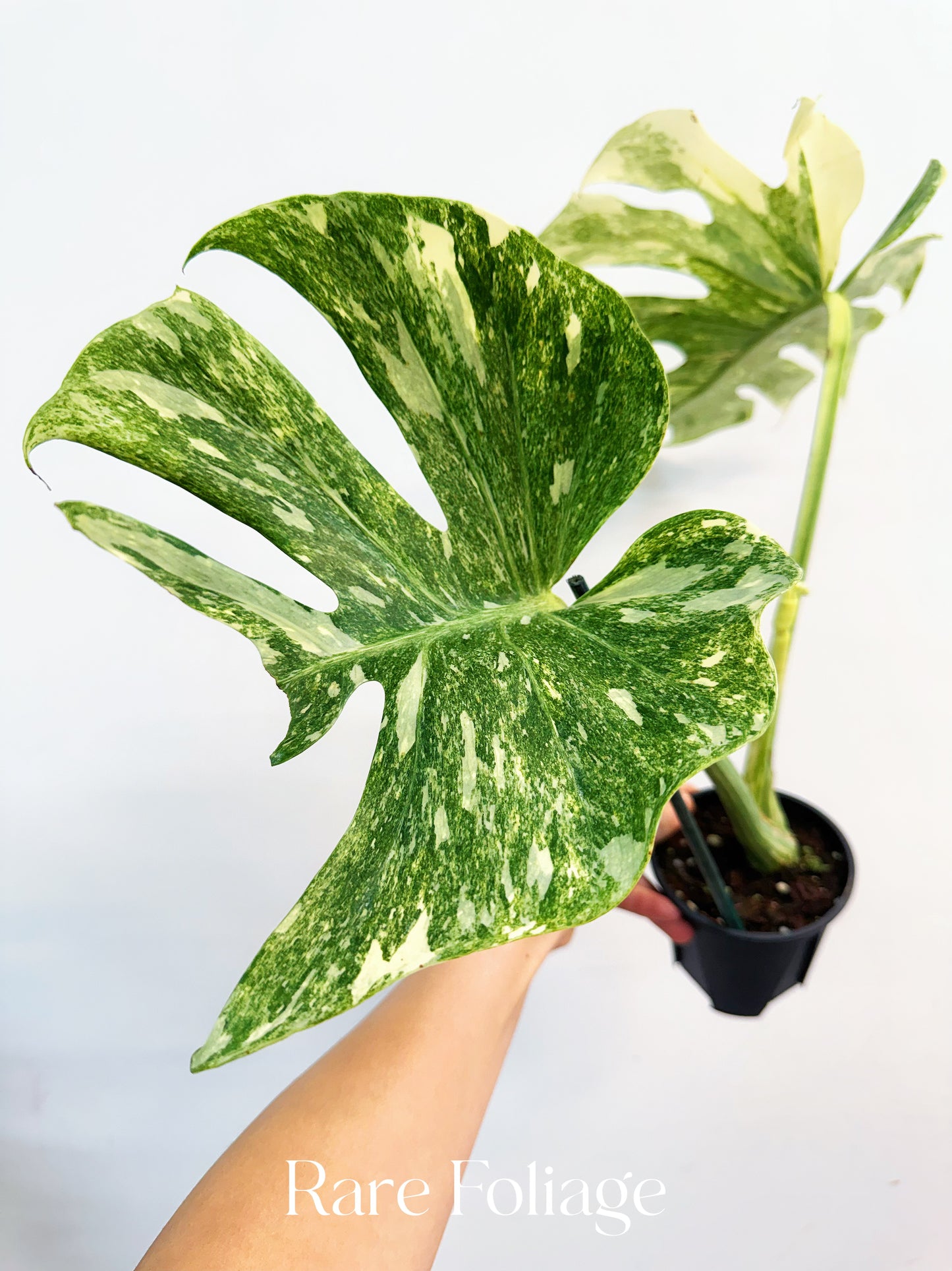 Monstera Thai Constellation Legacy 4” Exact Plant