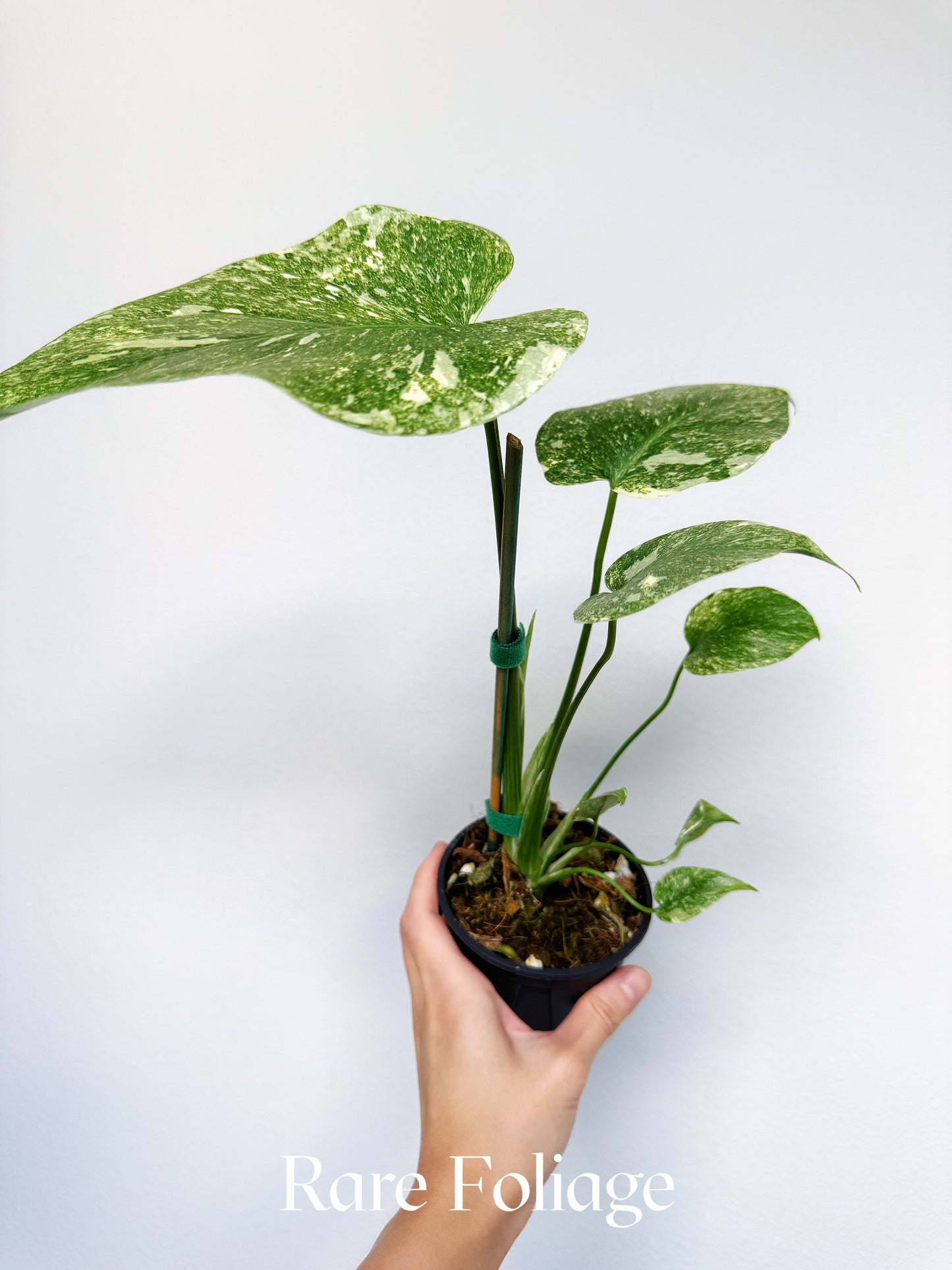 Monstera Legacy (Large Form) 4"