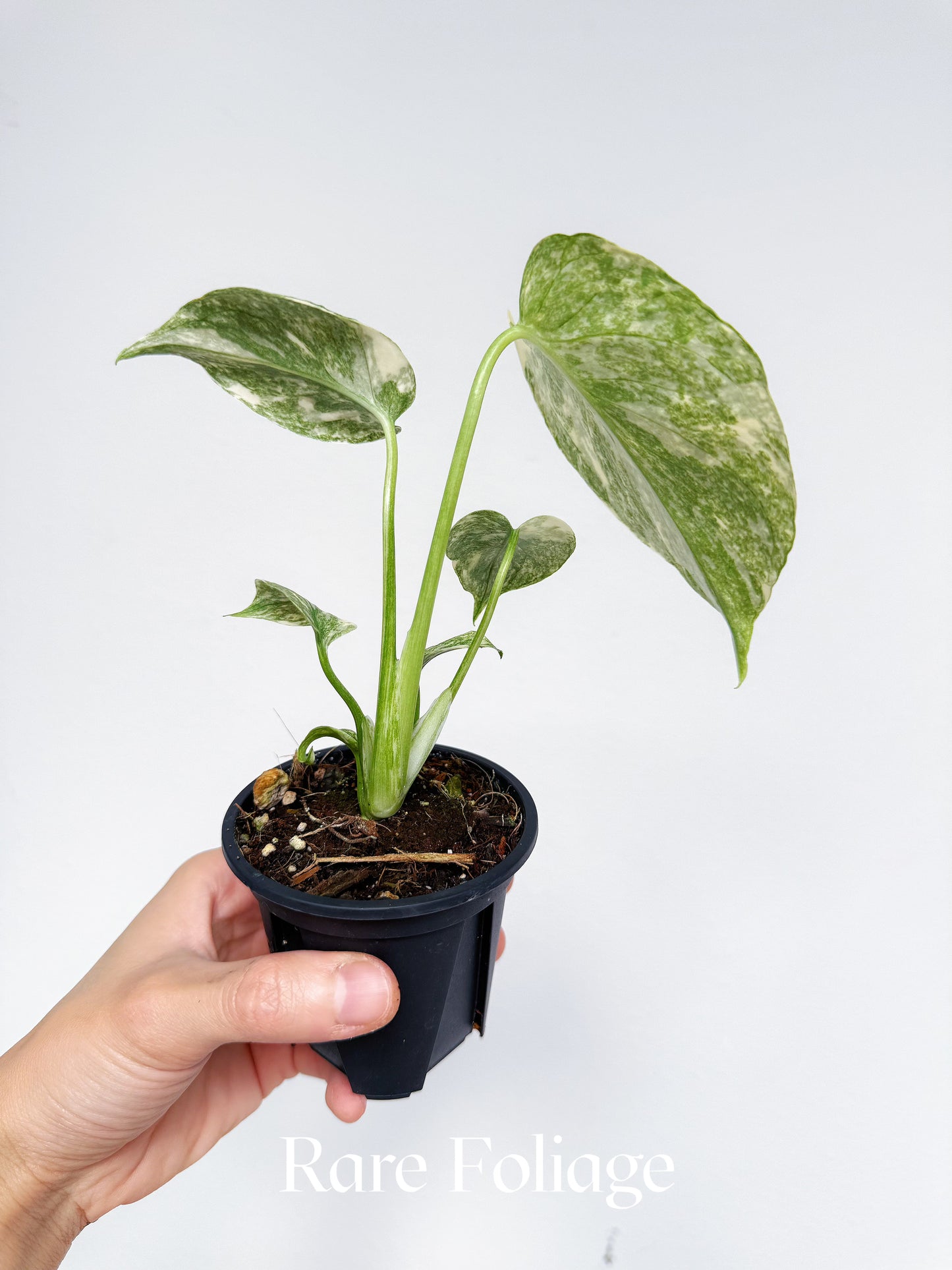 Monstera Legacy (Large Form) 3”