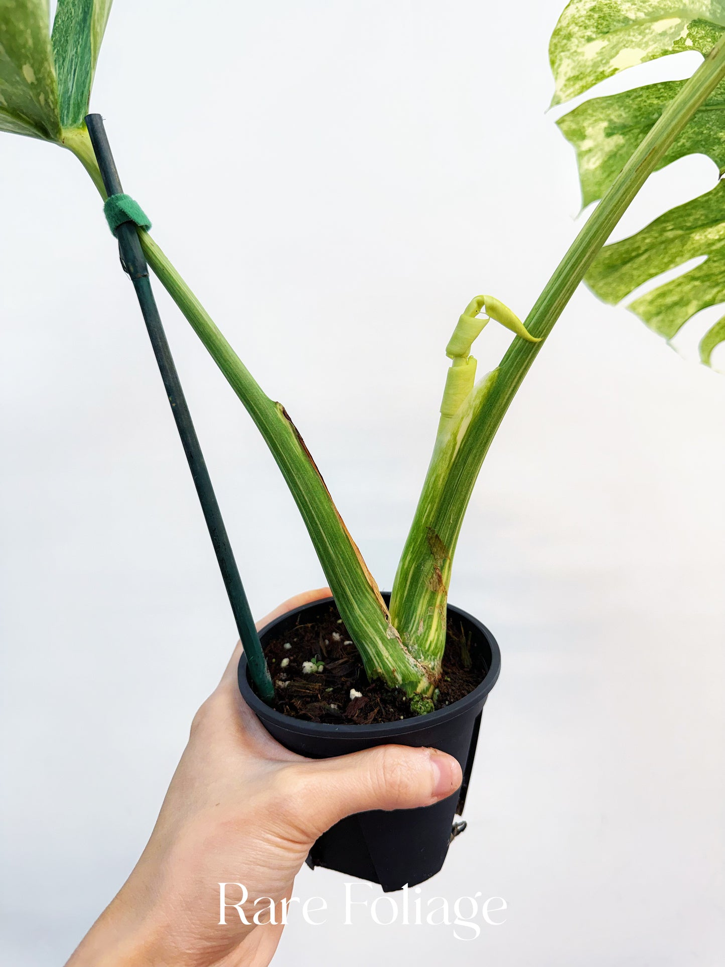 Monstera Thai Constellation Legacy 4” Exact Plant