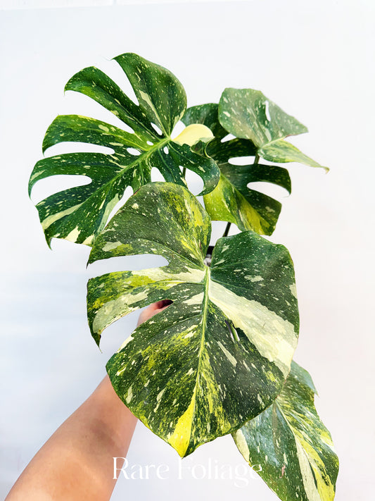 Monstera Thai Constellation Miracle Tricolor 6” Exact Plant