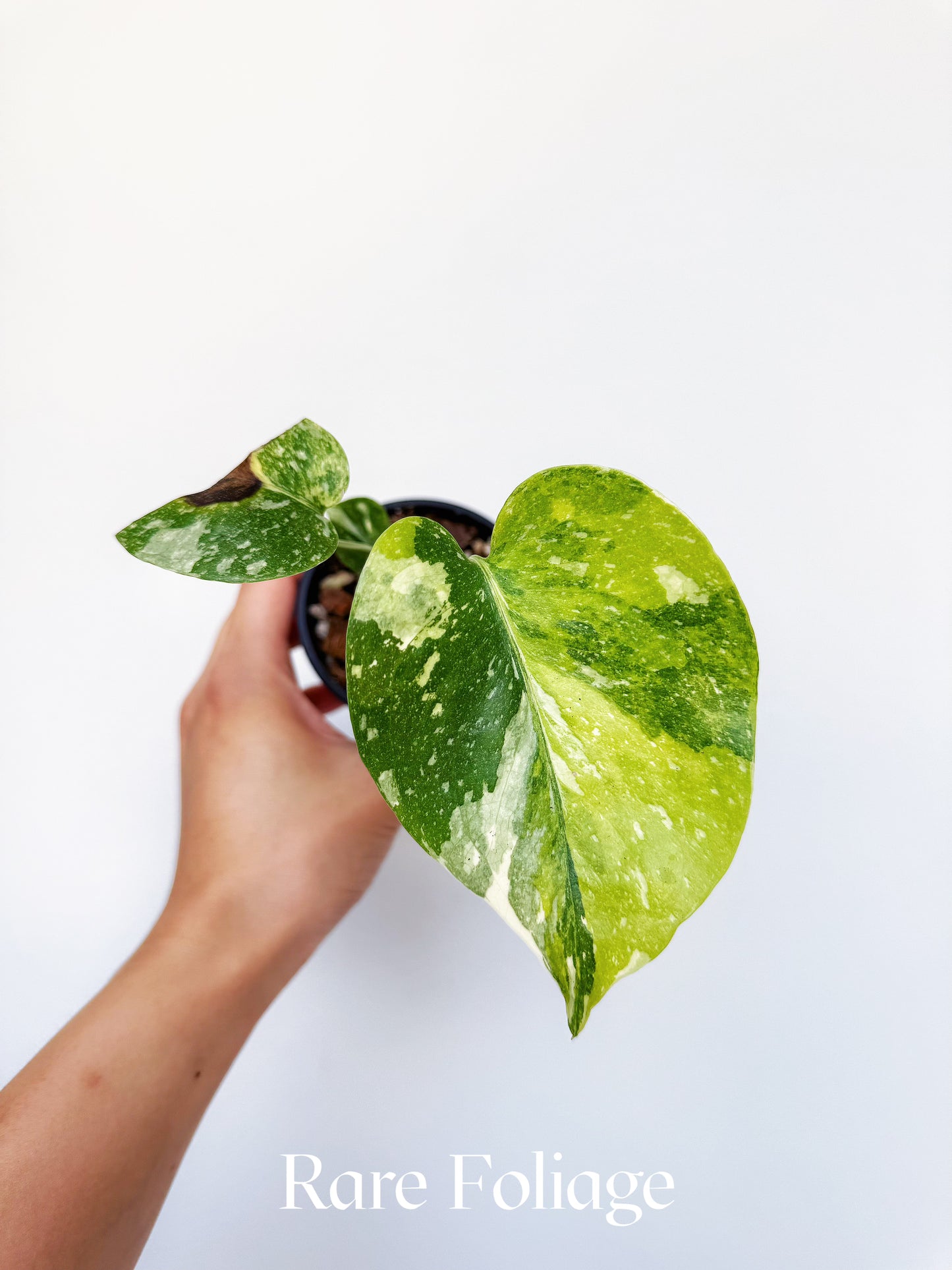 Monstera Thai Constellation Miracle Tricolor 3" Exact Plant