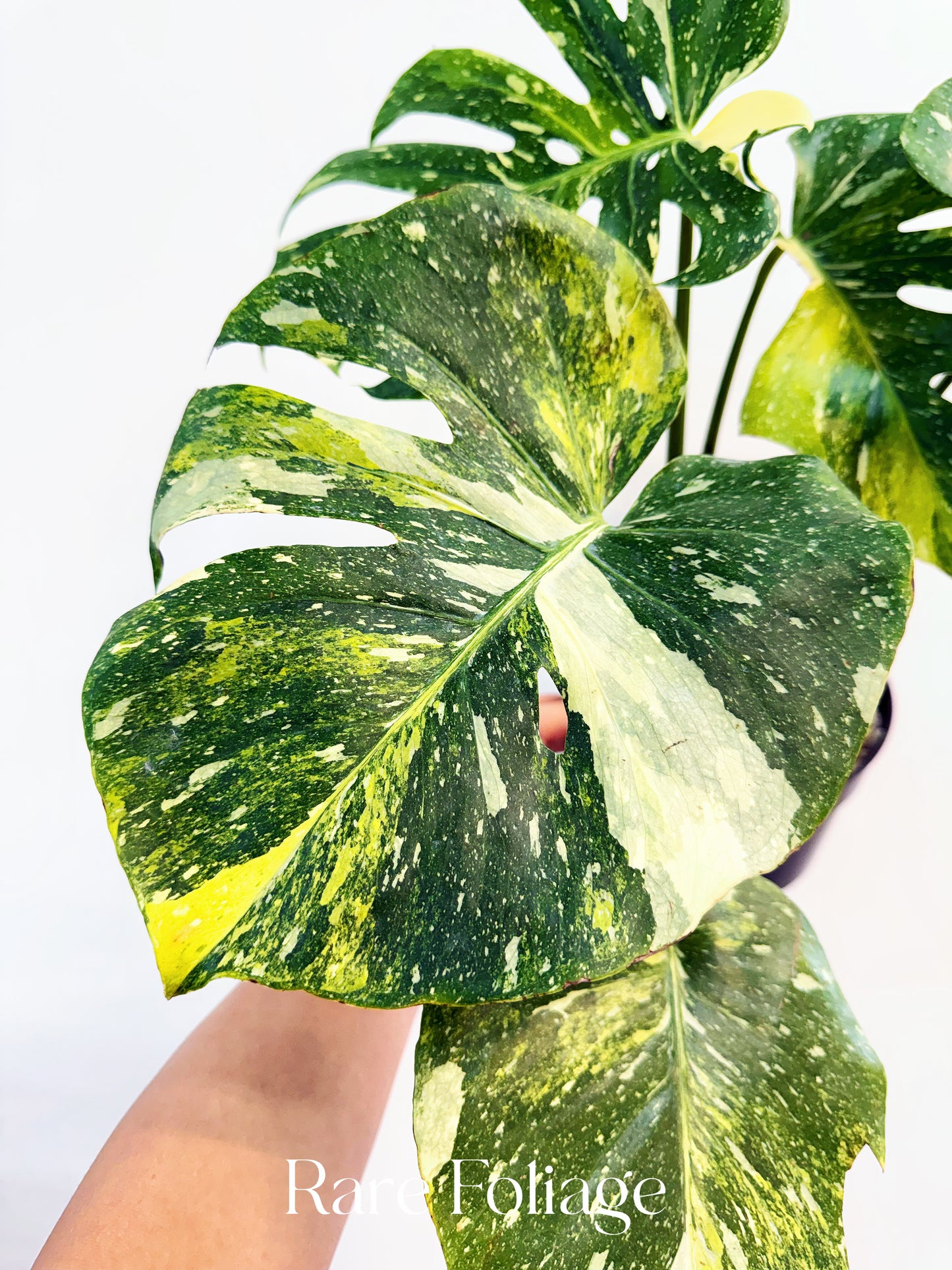 Monstera Thai Constellation Miracle Tricolor 6” Exact Plant