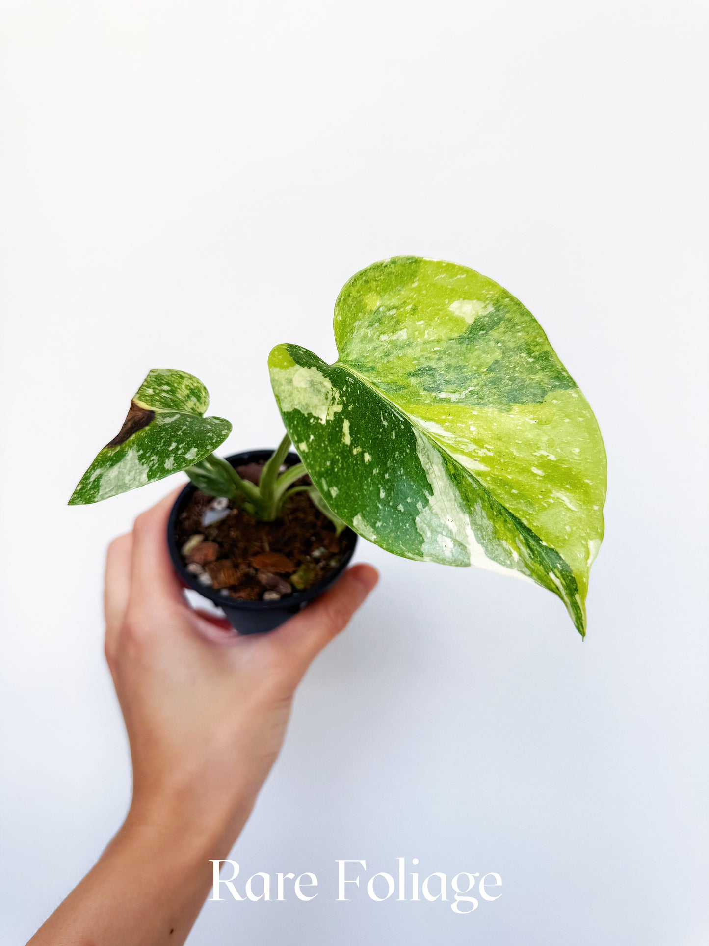 Monstera Thai Constellation Miracle Tricolor 3" Exact Plant