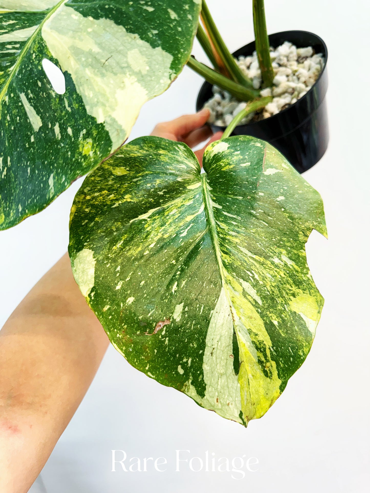 Monstera Thai Constellation Miracle Tricolor 6” Exact Plant