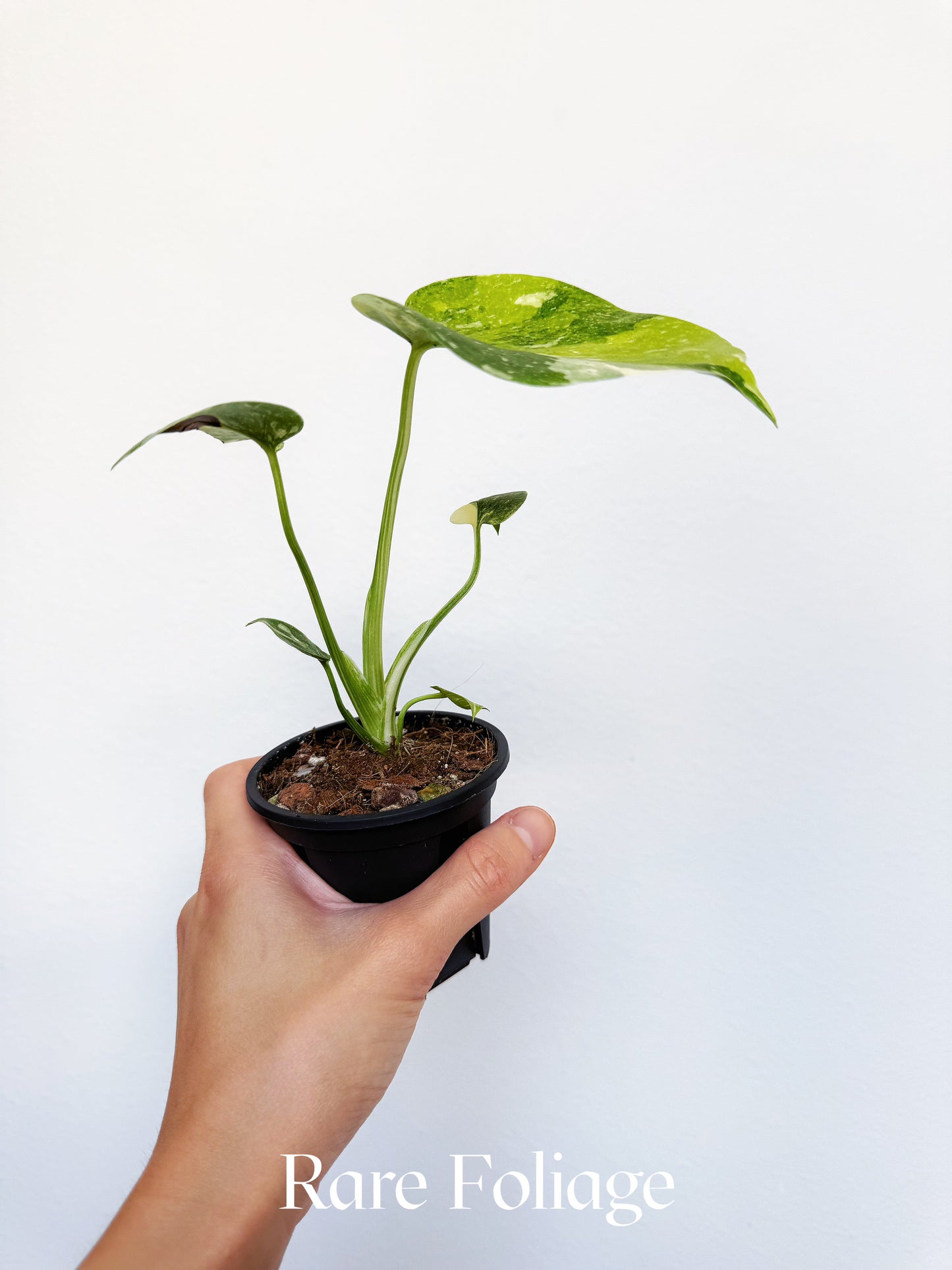 Monstera Thai Constellation Miracle Tricolor 3" Exact Plant