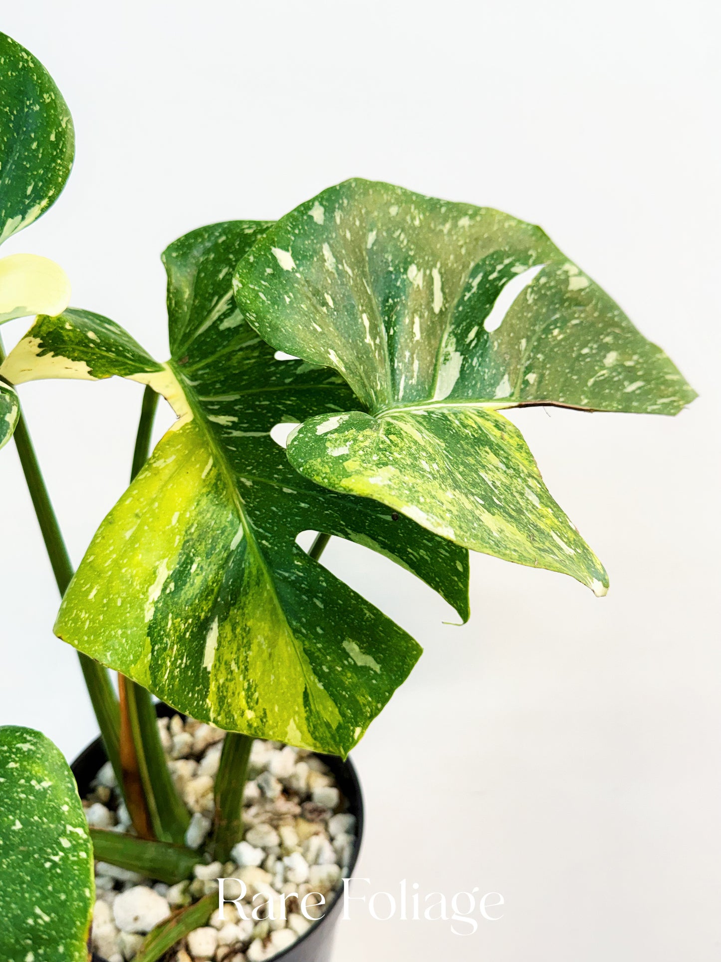 Monstera Thai Constellation Miracle Tricolor 6” Exact Plant
