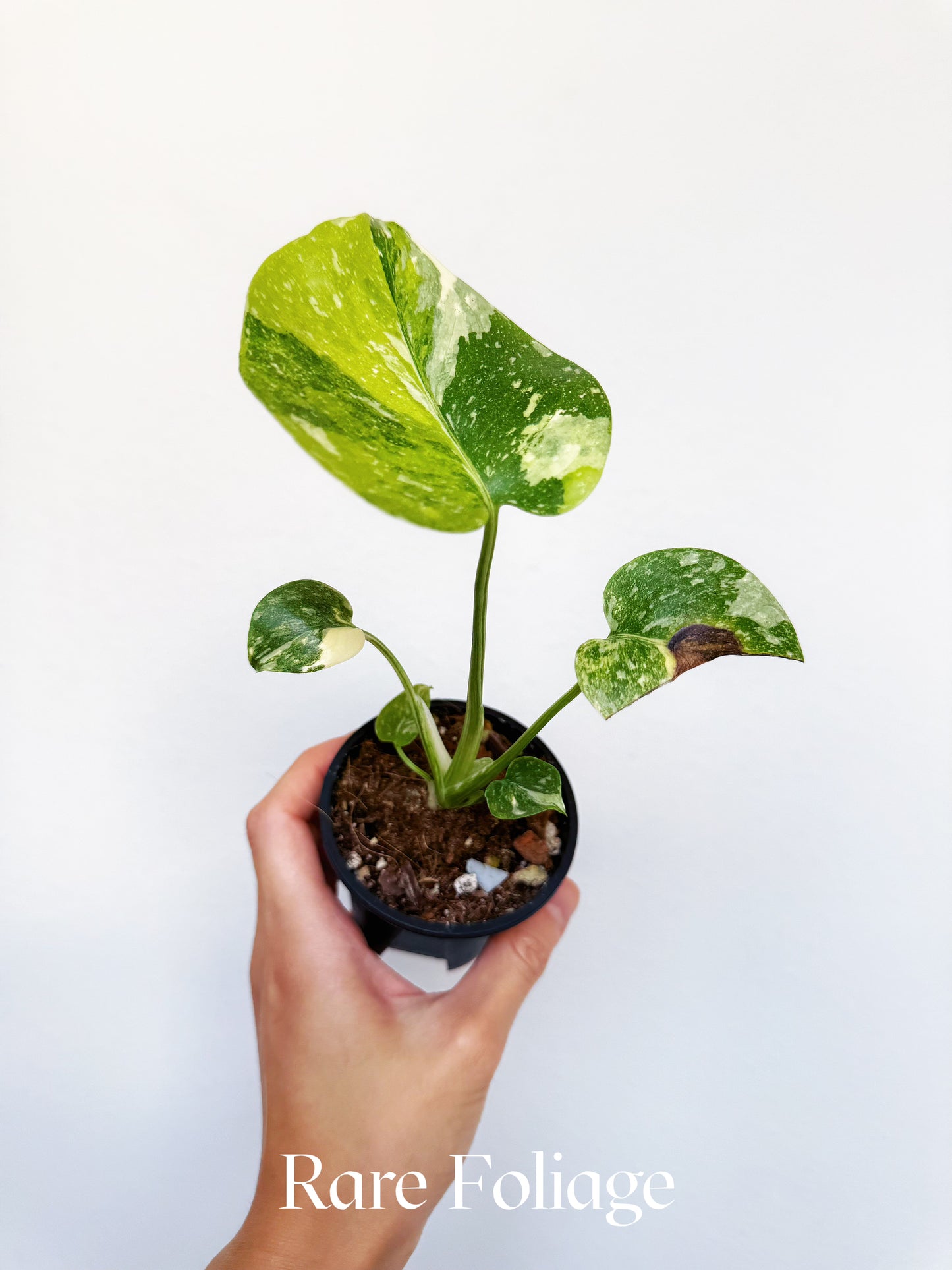 Monstera Thai Constellation Miracle Tricolor 3" Exact Plant