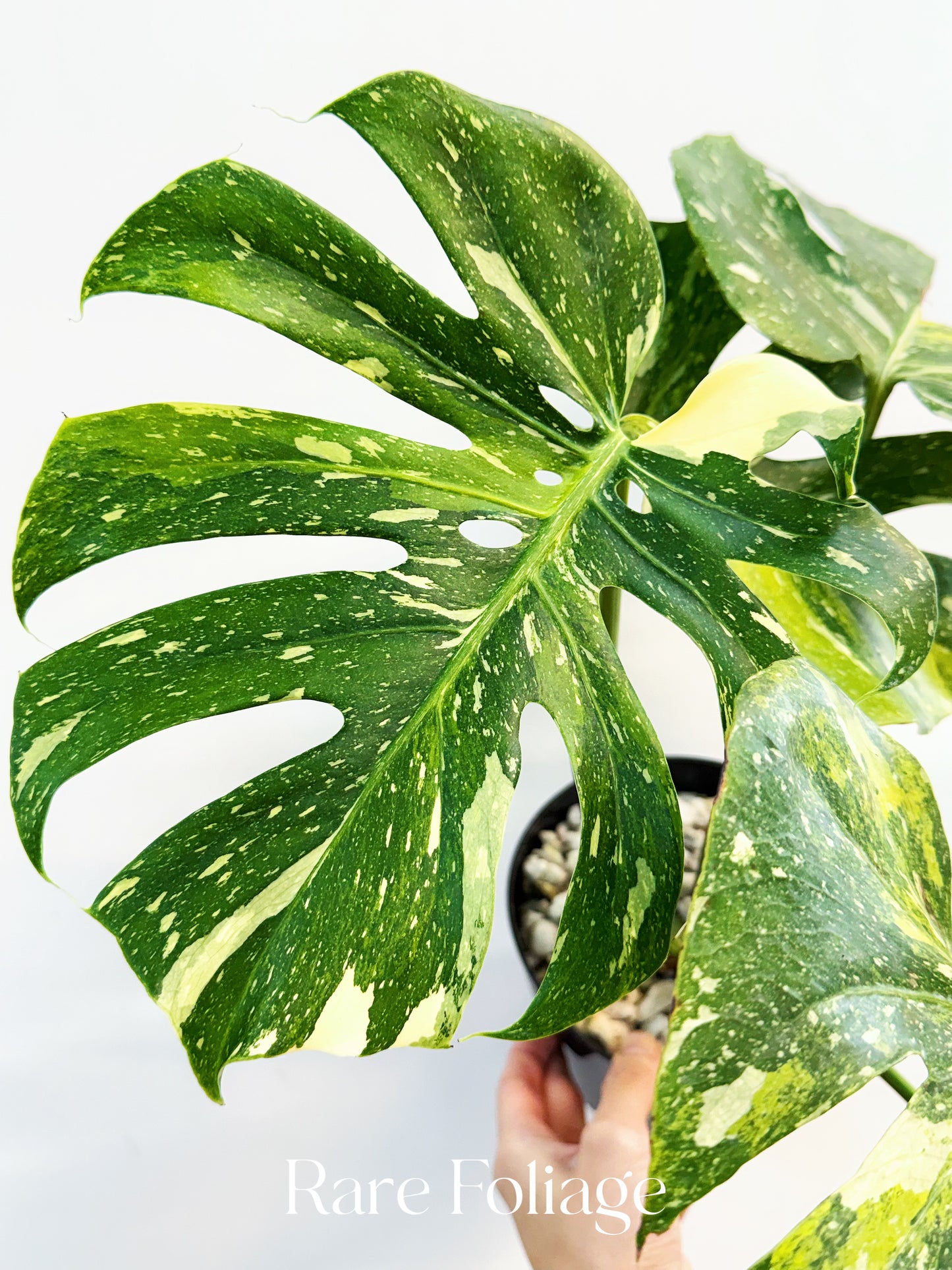 Monstera Thai Constellation Miracle Tricolor 6” Exact Plant