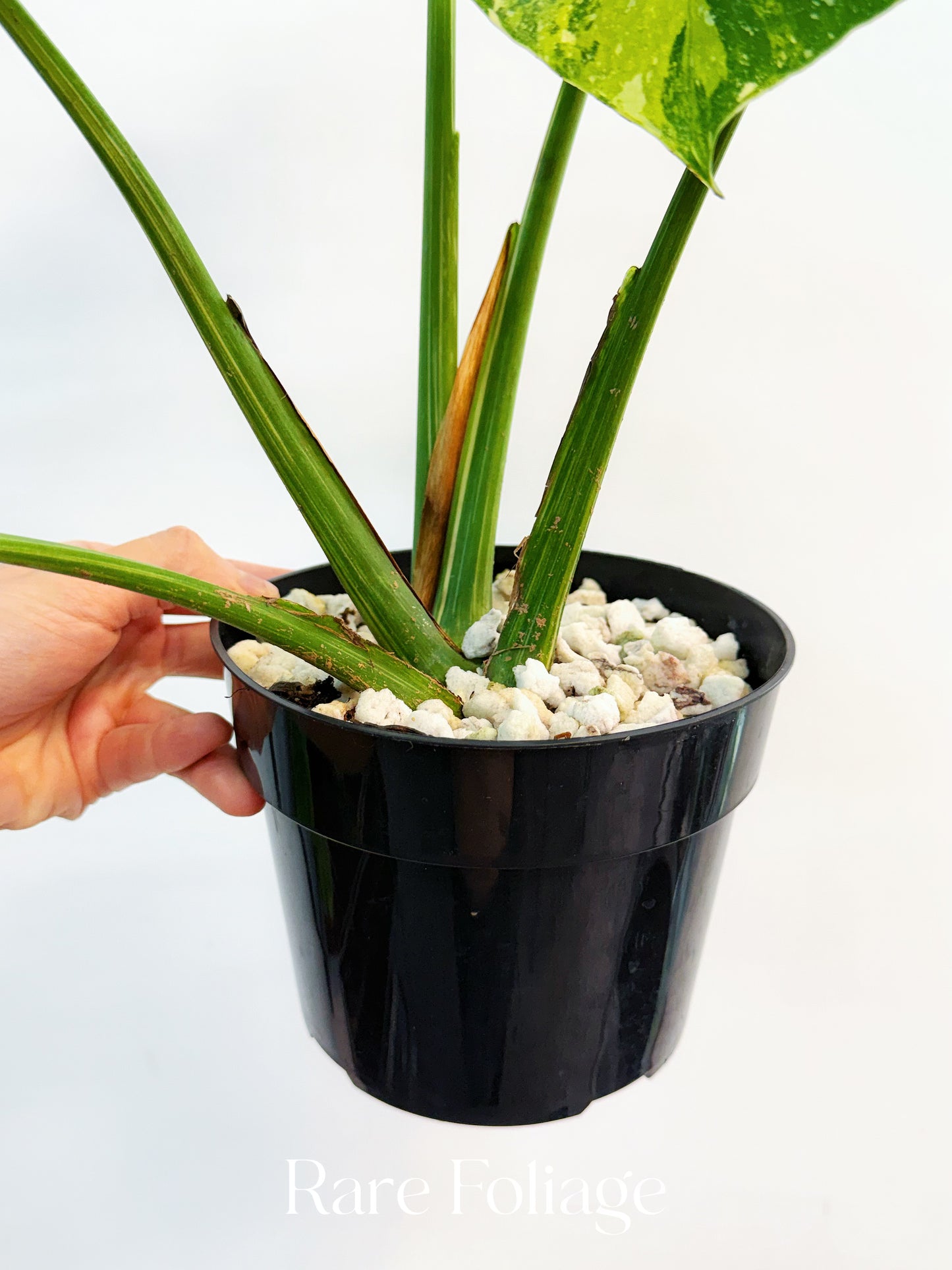 Monstera Thai Constellation Miracle Tricolor 6” Exact Plant