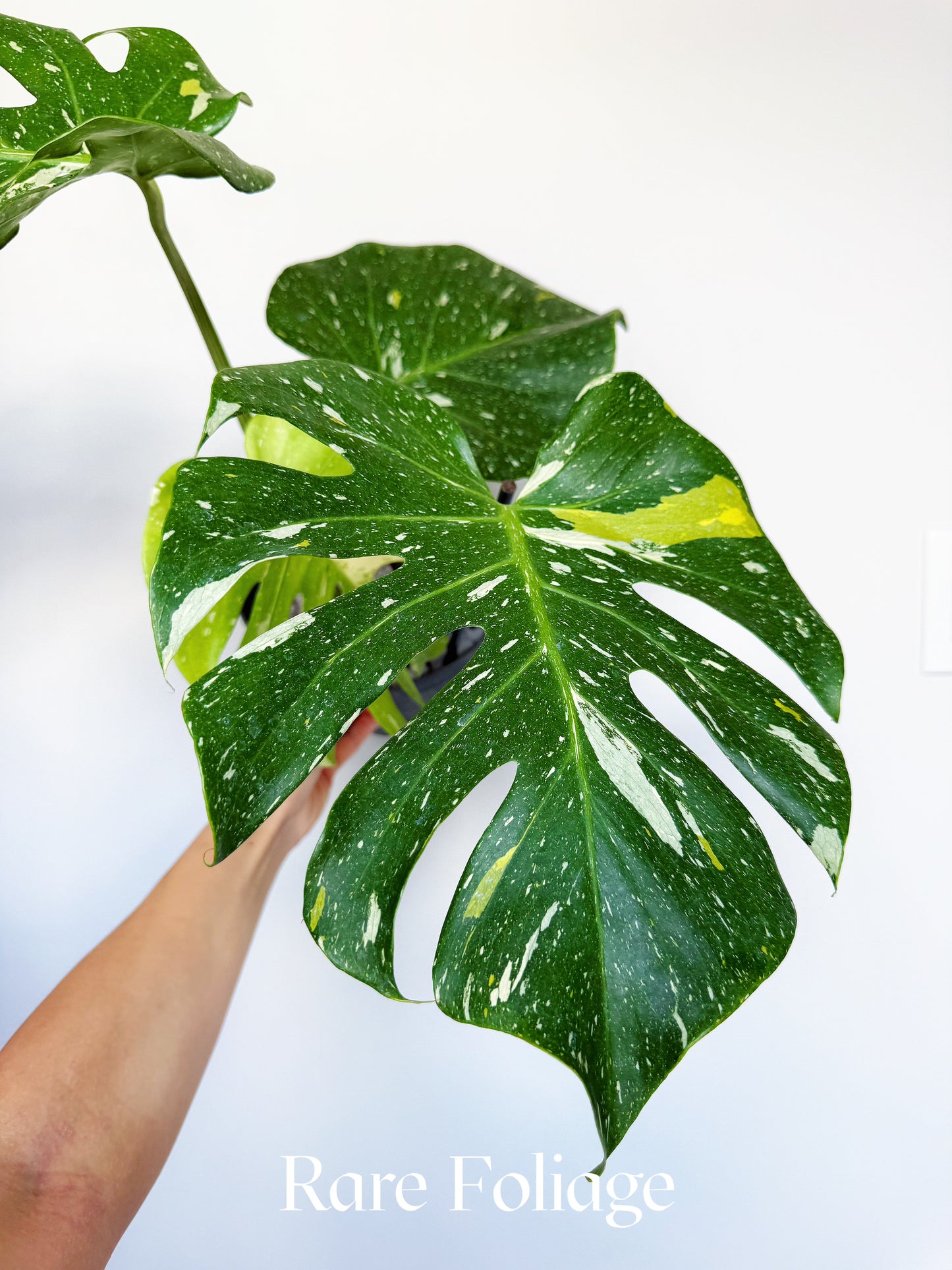 Monstera Thai Constellation Pictum Tricolor 6” Exact Plant