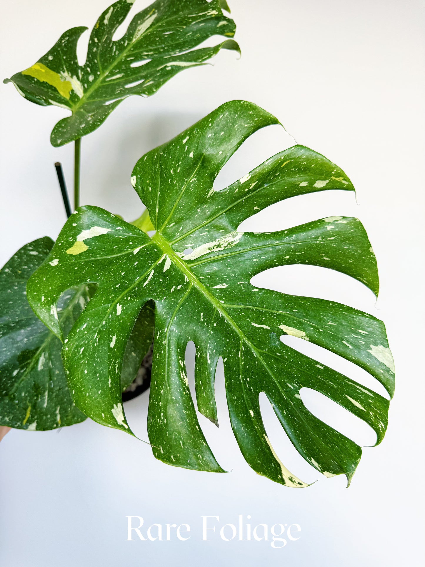 Monstera Thai Constellation Pictum Tricolor 6” Exact Plant