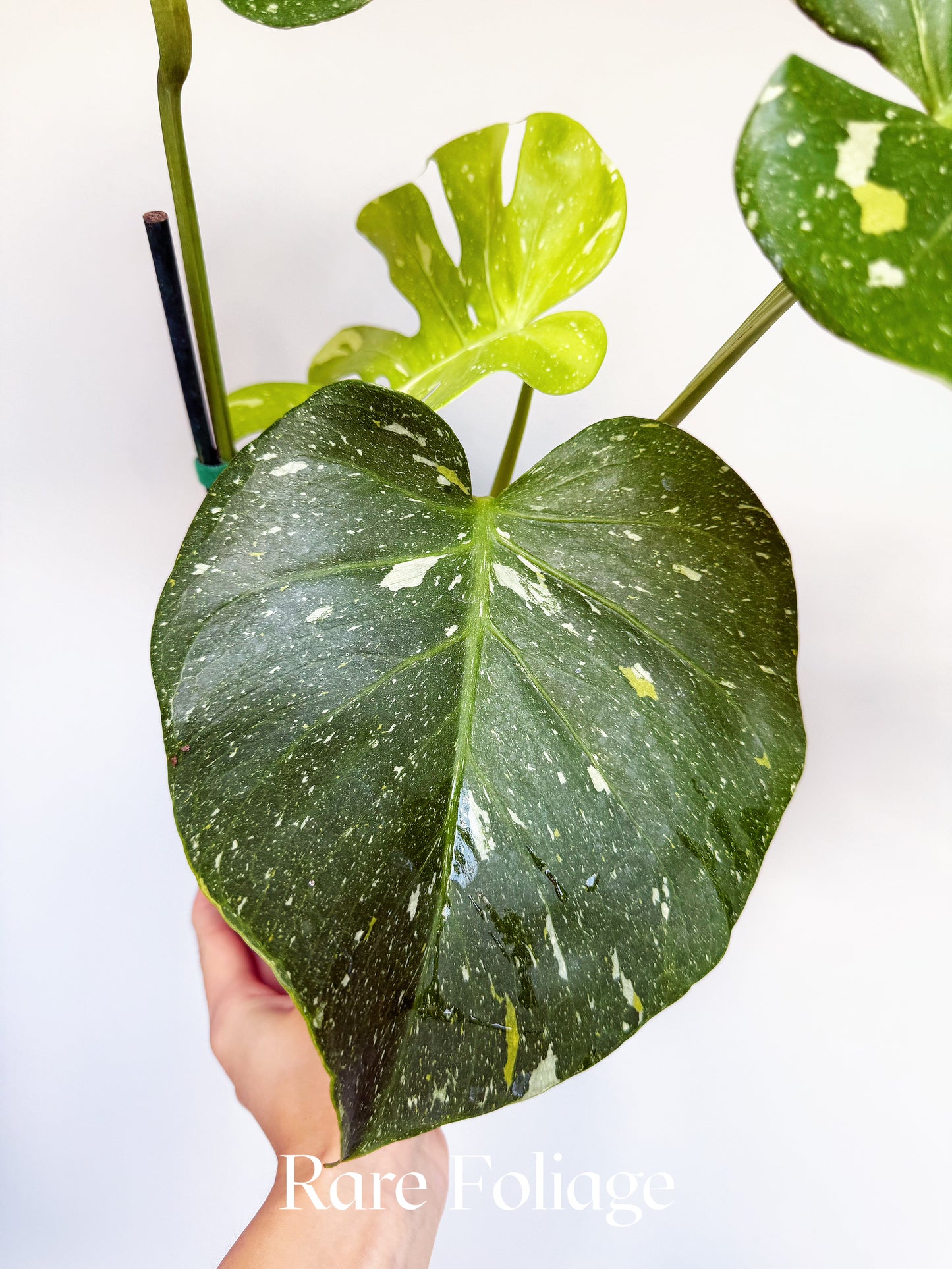 Monstera Thai Constellation Pictum Tricolor 6” Exact Plant