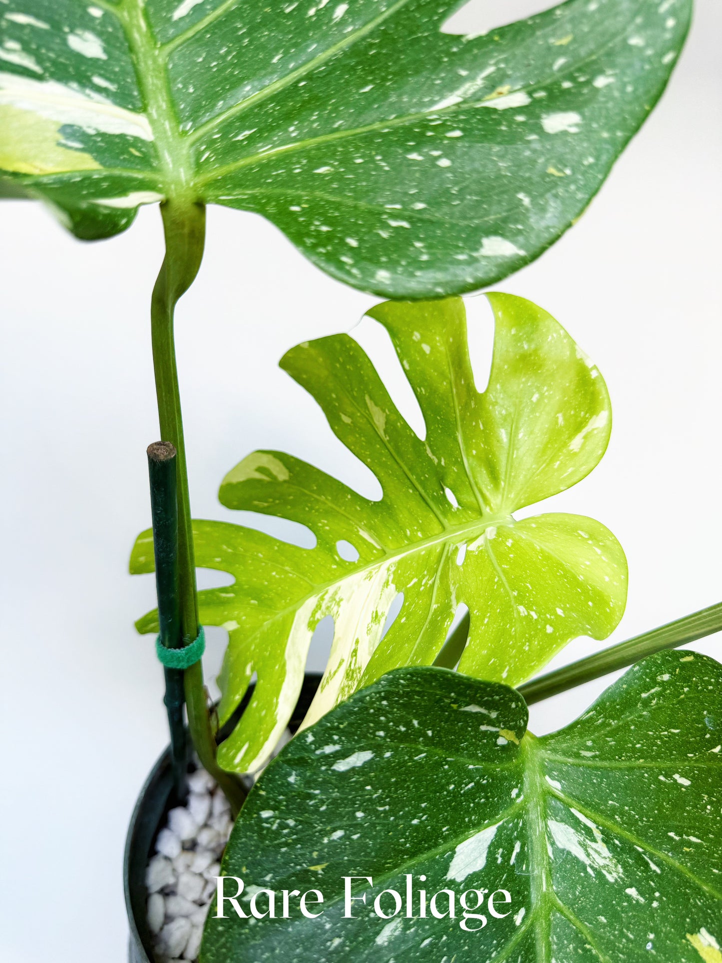 Monstera Thai Constellation Pictum Tricolor 6” Exact Plant