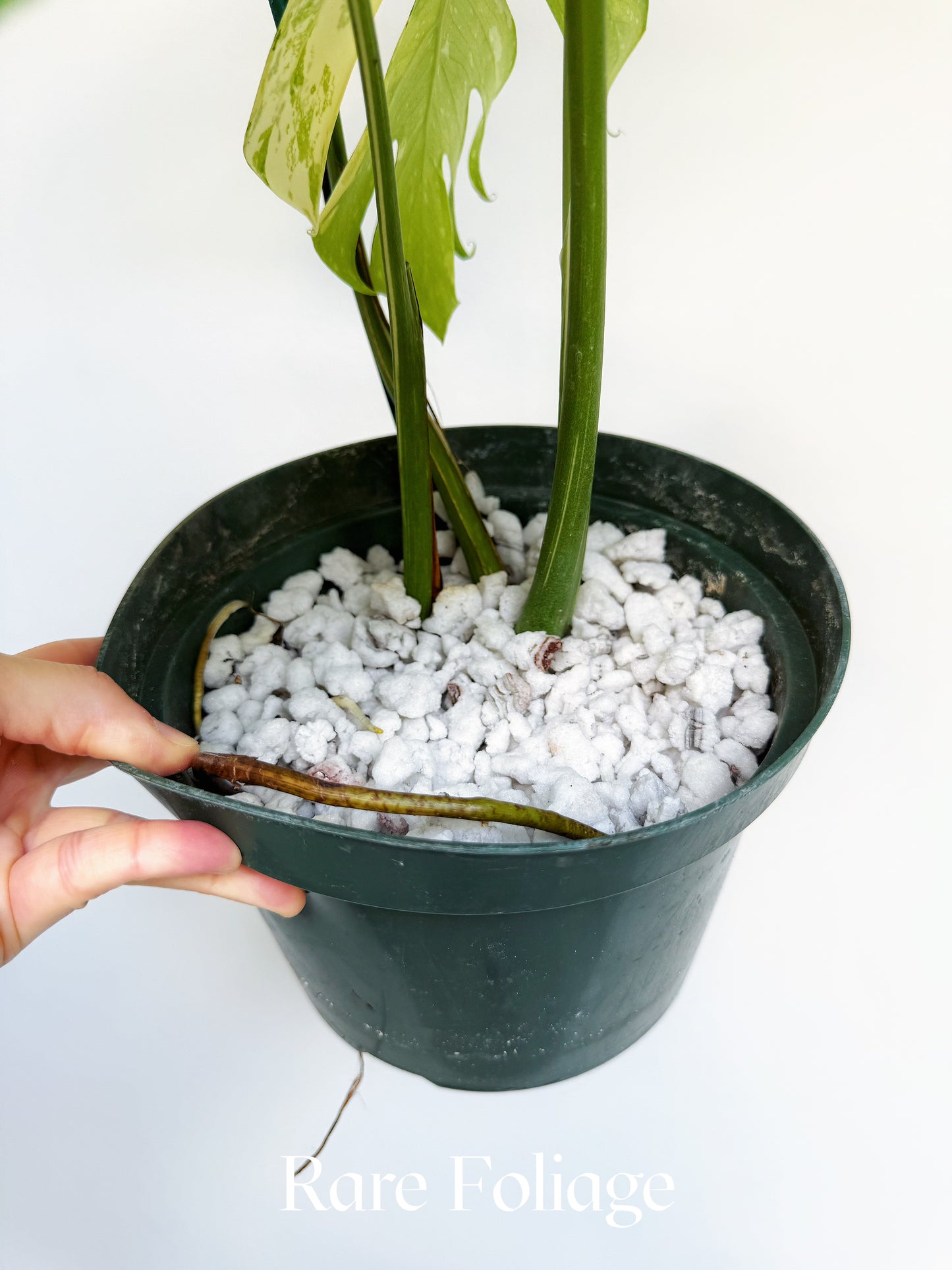 Monstera Thai Constellation Pictum Tricolor 6” Exact Plant