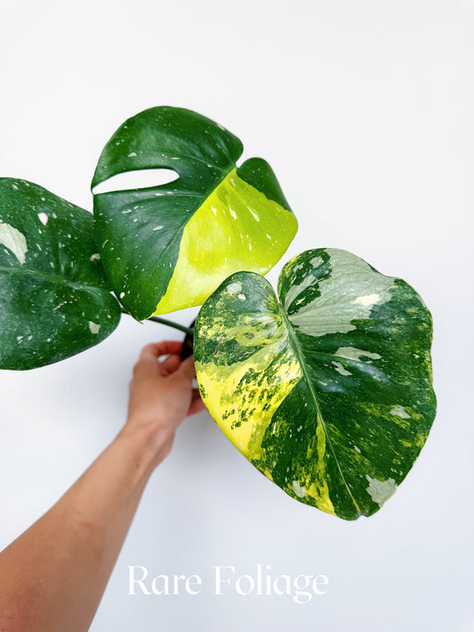 Monstera Thai Constellation Miracle Tricolor 4” Exact Plant