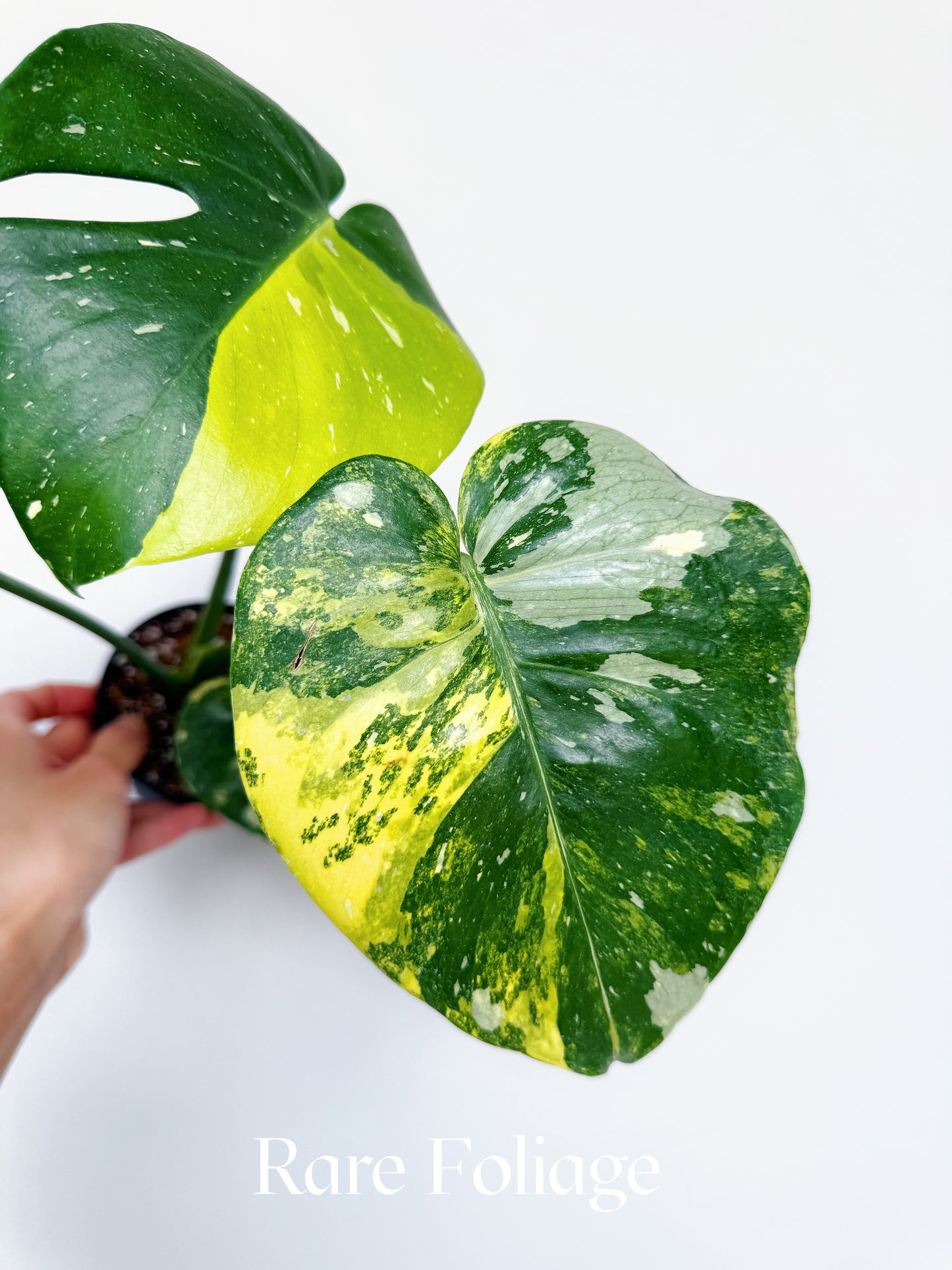 Monstera Thai Constellation Miracle Tricolor 4” Exact Plant