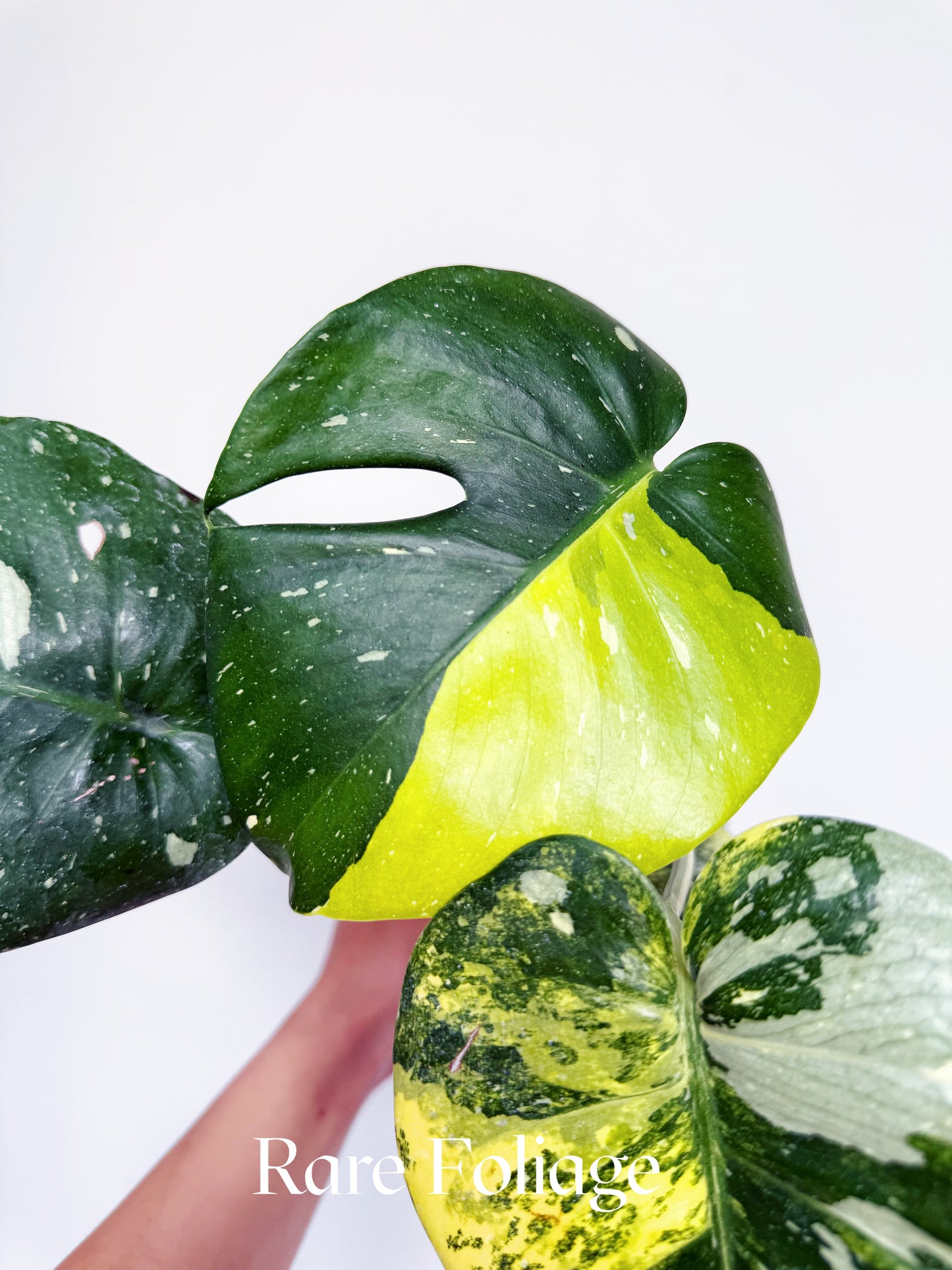 Monstera Thai Constellation Miracle Tricolor 4” Exact Plant