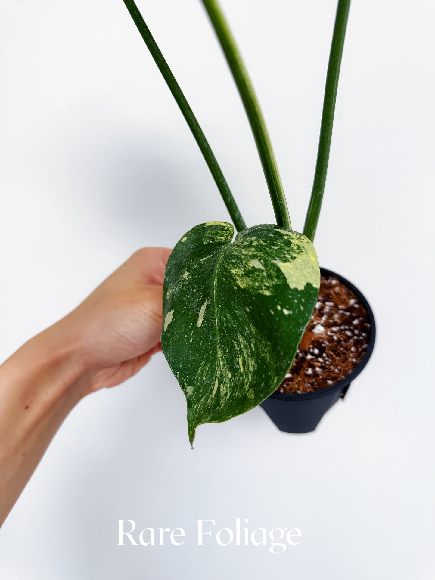 Monstera Thai Constellation Miracle Tricolor 4” Exact Plant