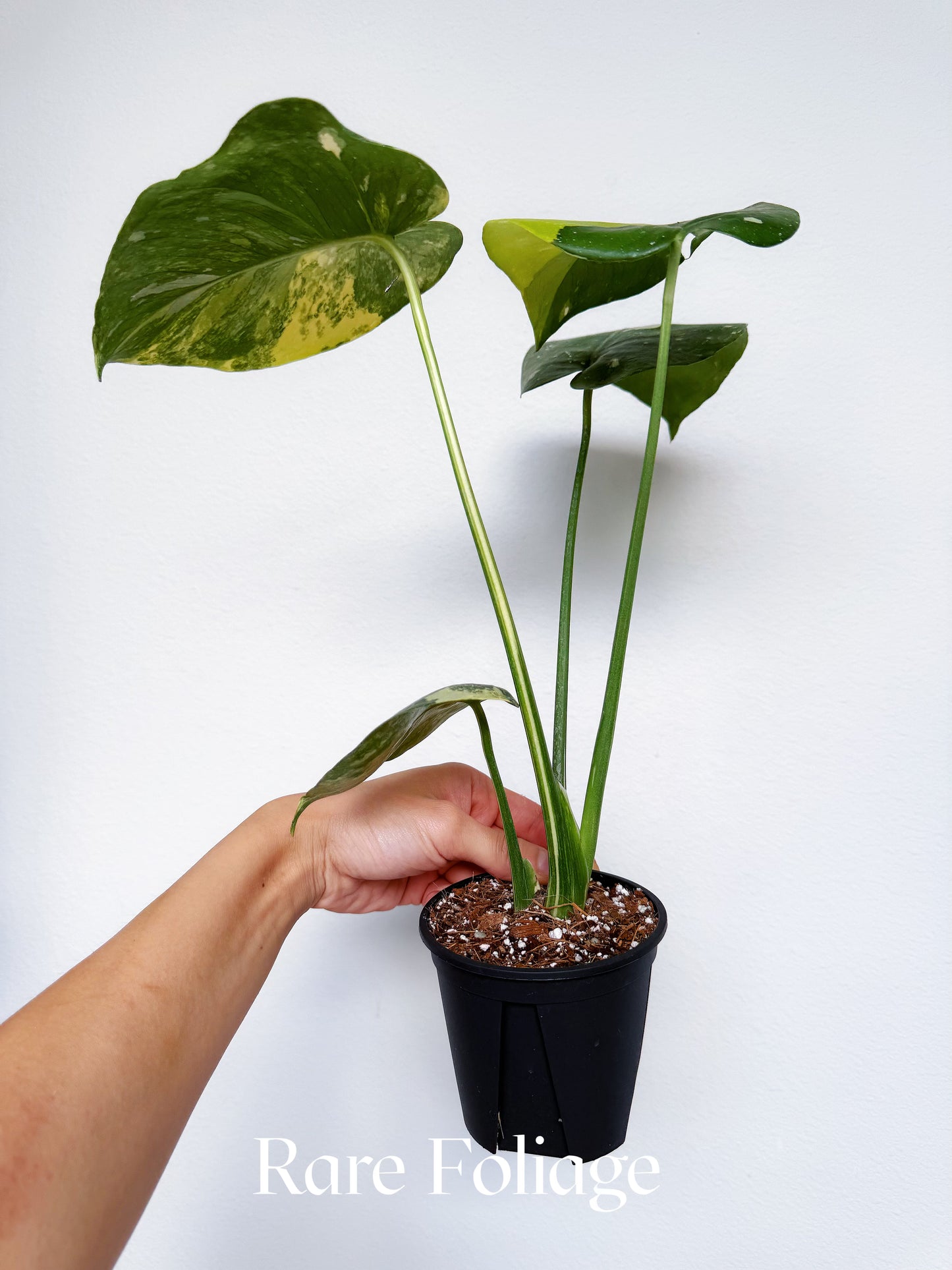 Monstera Thai Constellation Miracle Tricolor 4” Exact Plant