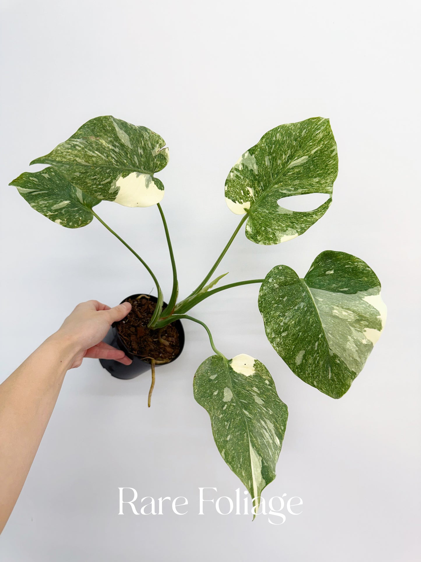 monstera platinum Monstera Platinum 4” Exact Plant