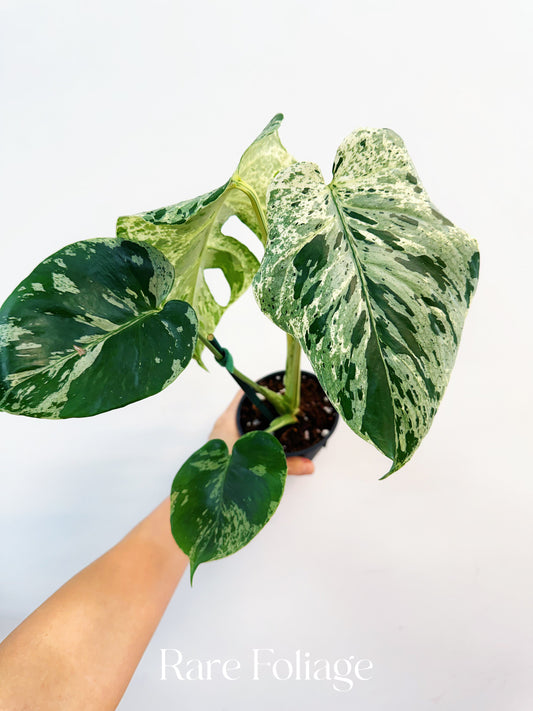 Monstera Vietciosa 4”