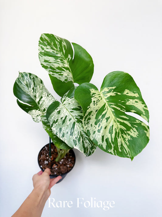Monstera Vietciosa 6"